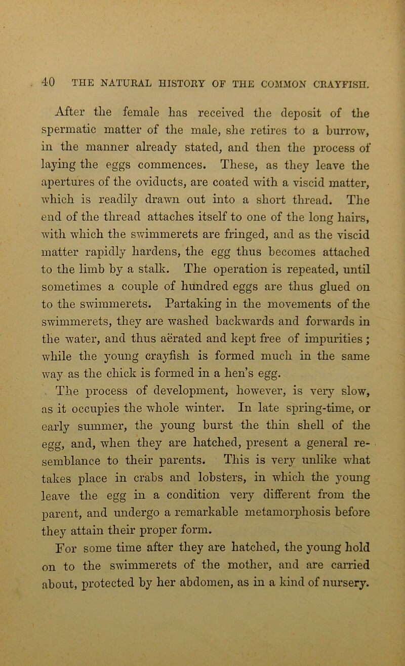 After tlie female has received the deposit of the spermatic matter of the male, she retires to a burrow, in the manner already stated, and then the process of laying the eggs commences. These, as they leave the apertures of the oviducts, are coated with a viscid matter, which is readily drawn out into a short thread. The end of the thread attaches itself to one of the long hairs, with which the swimmerets are fringed, and as the viscid matter rapidly hardens, the egg thus becomes attached to the limb by a stalk. The operation is repeated, until sometimes a couple of hundred eggs are thus glued on to the swimmerets. Partaking in the movements of the swimmerets, they are washed backwards and forwards in the water, and thus aerated and kept free of impurities; while the young crayfish is formed much in the same way as the chick is formed in a hen’s egg. The process of development, however, is very slow, as it occupies the •whole winter. In late spring-time, or early summer, the young burst the thin shell of the egg, and, when they are hatched, present a general re- semblance to their parents. This is very unlike what takes place in crabs and lobsters, in which the young leave the egg in a condition very different from the parent, and undergo a remarkable metamorphosis before they attain their proper form. For some time after they are hatched, the young hold on to the swimmerets of the mother, and are earned about, protected by her abdomen, as in a kind of nursery.