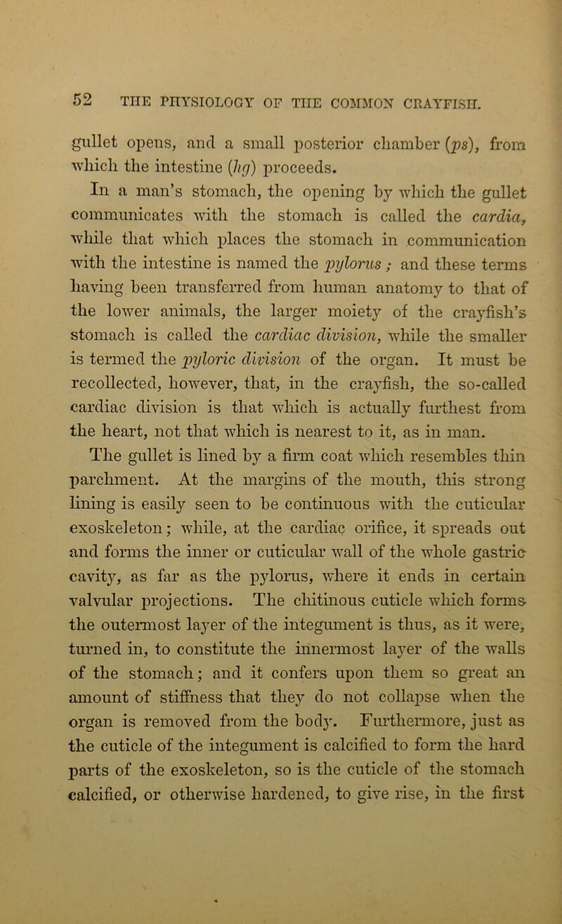 gullet opens, and a small posterior chamber (ps), from which the intestine (hg) proceeds. In a man’s stomach, the opening by which the gullet communicates with the stomach is called the cardici, while that which places the stomach in communication with the intestine is named the pylorus; and these terms having been transferred from human anatomy to that of the lower animals, the larger moiety of the crayfish’s stomach is called the cardiac division, while the smaller is termed the pyloric division of the organ. It must be recollected, however, that, in the crayfish, the so-called cardiac division is that which is actually furthest from the heart, not that which is nearest to it, as in man. The gullet is lined by a firm coat which resembles thin parchment. At the margins of the mouth, this strong lining is easify seen to be continuous with the cuticular exoskeleton; while, at the cardiac orifice, it spreads out and forms the inner or cuticular wall of the whole gastric- cavity, as far as the pylorus, where it ends in certain valvular projections. The chitinous cuticle which forms- the outermost la}rer of the integument is thus, as it were, turned in, to constitute the innermost layer of the walls of the stomach; and it confers upon them so great an amount of stiffness that they do not collapse when the organ is removed from the body. Furthermore, just as the cuticle of the integument is calcified to form the hard parts of the exoskeleton, so is the cuticle of the stomach calcified, or otherwise hardened, to give rise, in the first