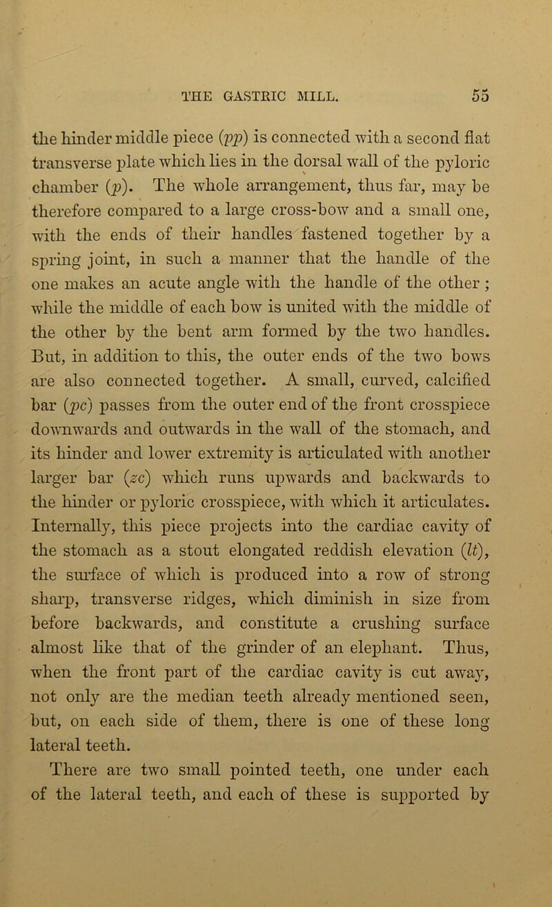 the hinder middle piece (pp) is connected with a second flat transverse plate which lies in the dorsal wall of the pyloric chamber (p). The whole arrangement, thus far, may be therefore compared to a large cross-bow and a small one, with the ends of their handles fastened together by a spring joint, in such a manner that the handle of the one makes an acute angle with the handle of the other ; while the middle of each bow is united with the middle of the other by the bent arm formed by the two handles. But, in addition to this, the outer ends of the two bows are also connected together. A small, curved, calcified bar {pc) passes from the outer end of the front crosspiece downwards and outwards in the wall of the stomach, and its hinder and lowTer extremity is articulated with another larger bar (zc) which runs upwards and backwards to the hinder or pyloric crosspiece, with wrhich it articulates. Internally, this piece projects into the cardiac cavity of the stomach as a stout elongated reddish elevation (It), the siu’face of which is produced into a row of strong sharp, transverse ridges, which diminish in size from before backwards, and constitute a crushing surface almost like that of the grinder of an elephant. Thus, when the front part of the cardiac cavity is cut away, not only are the median teeth already mentioned seen, but, on each side of them, there is one of these long lateral teeth. There are two small pointed teeth, one under each of the lateral teeth, and each of these is supported by
