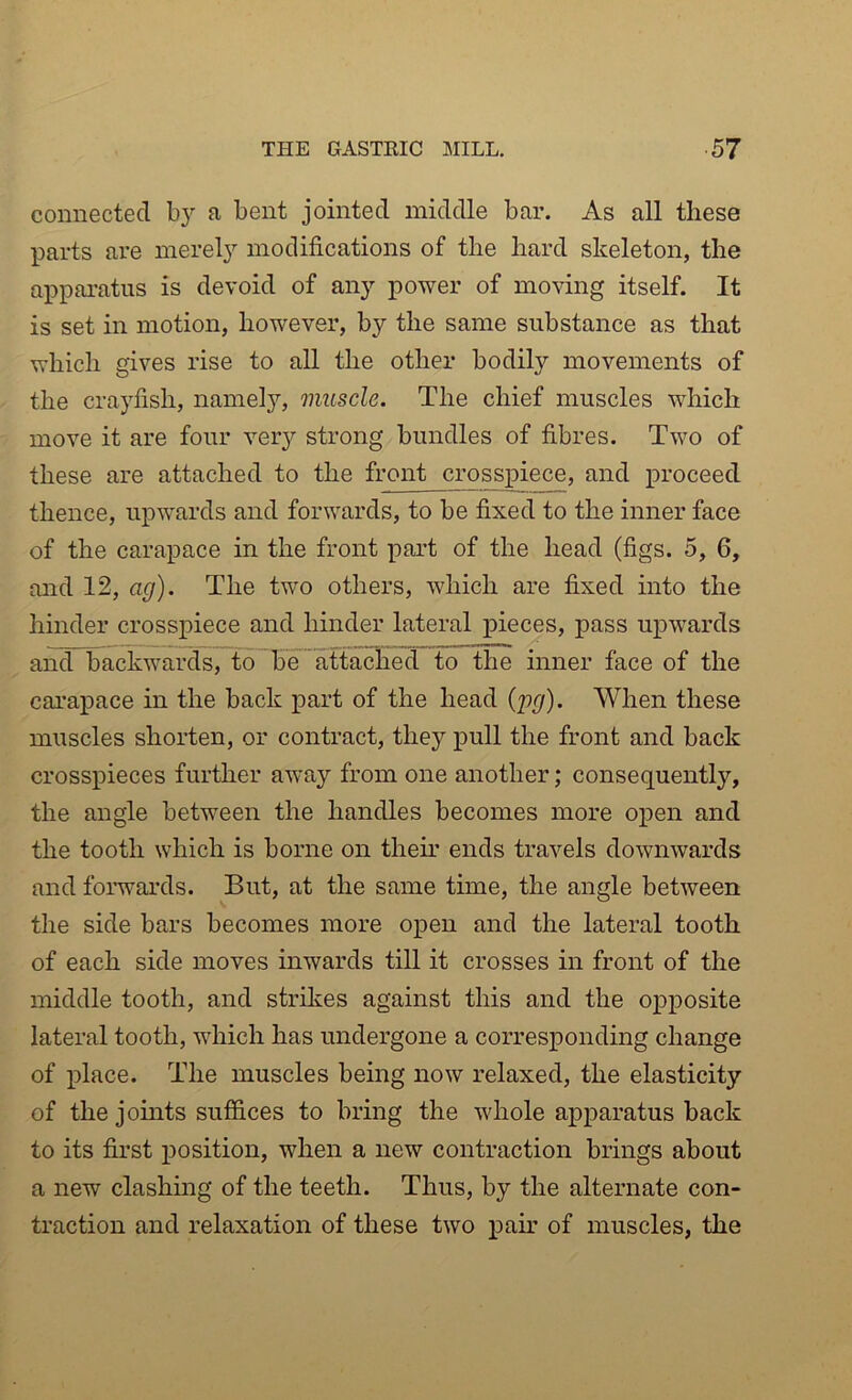 connected by a bent jointed middle bar. As all these parts are merely modifications of the hard skeleton, the apparatus is devoid of any power of moving itself. It is set in motion, however, by the same substance as that which gives rise to all the other bodily movements of the crayfish, namely, muscle. The chief muscles which move it are four very strong bundles of fibres. Two of these are attached to the front crosspiece, and proceed thence, upwards and forwards, to be fixed to the inner face of the carapace in the front part of the head (figs. 5, 6, and 12, ag). The two others, which are fixed into the hinder crosspiece and hinder lateral pieces, pass upwards and backwards, to be attached to the inner face of the carapace in the back part of the head (pg). When these muscles shorten, or contract, they pull the front and back crosspieces further away from one another; consequently, the angle between the handles becomes more open and the tooth which is borne on them ends travels downwards and forwards. But, at the same time, the angle between the side bars becomes more open and the lateral tooth of each side moves inwards till it crosses in front of the middle tooth, and strikes against this and the opposite lateral tooth, which has undergone a corresponding change of place. The muscles being now relaxed, the elasticity of the joints suffices to bring the whole apparatus back to its first position, when a new contraction brings about a new clashing of the teeth. Thus, by the alternate con- traction and relaxation of these two pair of muscles, the