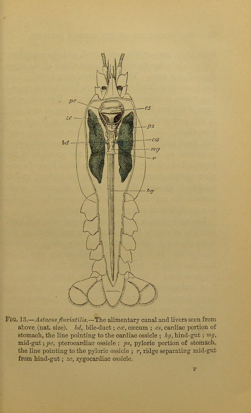 Fig. 13.—Astaeus fluviatilis.—The alimentary canal and livers seen from above (nat. size), id, bile-duct; ccc, ceecum ; cs, cardiac portion of stomach, the line pointing to the cardiac ossicle ; /iff, hind-gnt; mg, mid-gut; pc, pterocardiac ossicle ; ps, pyloric portion of stomach, the line pointing to the pyloric ossicle ; r, ridge separating mid-gut from hind-gut; zc, zygocardiac ossicle.