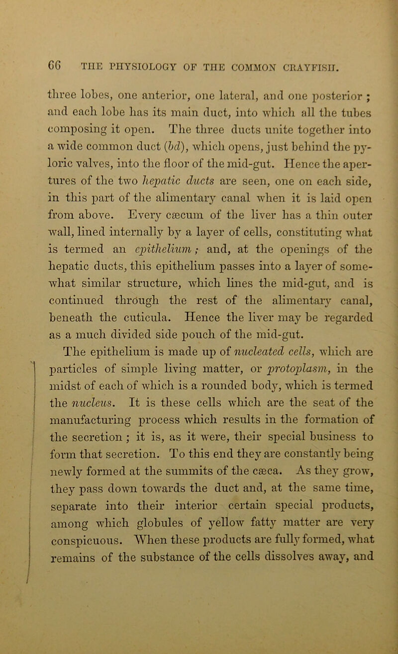 three lobes, one anterior, one lateral, and one posterior ; and each lobe has its main duct, into which all the tubes composing it open. The three ducts unite together into a wide common duct (bd), which opens, just behind the py- loric valves, into the floor of the mid-gut. Hence the aper- tures of the two hepatic ducts are seen, one on each side, in this part of the alimentary canal when it is laid open from above. Every caecum of the liver has a thin outer wall, lined internally by a layer of cells, constituting what is termed an epithelium; and, at the openings of the hepatic ducts, this epithelium passes into a layer of some- what similar structure, which lines the mid-gut, and is continued through the rest of the alimentary canal, beneath the cuticula. Hence the liver may be regarded as a much divided side pouch of the mid-gut. The epithelium is made up of nucleated cells, which are particles of simple living matter, or protoplasm, in the midst of each of which is a rounded bod}', which is termed the nucleus. It is these cells which are the seat of the manufacturing process which results in the formation of the secretion ; it is, as it were, their special business to form that secretion. To this end they are constantly being newly formed at the summits of the caeca. As they grow, they pass down towards the duct and, at the same time, separate into their interior certain special products, among which globules of yellow fatty matter are very conspicuous. When these products are fully formed, what remains of the substance of the cells dissolves away, and