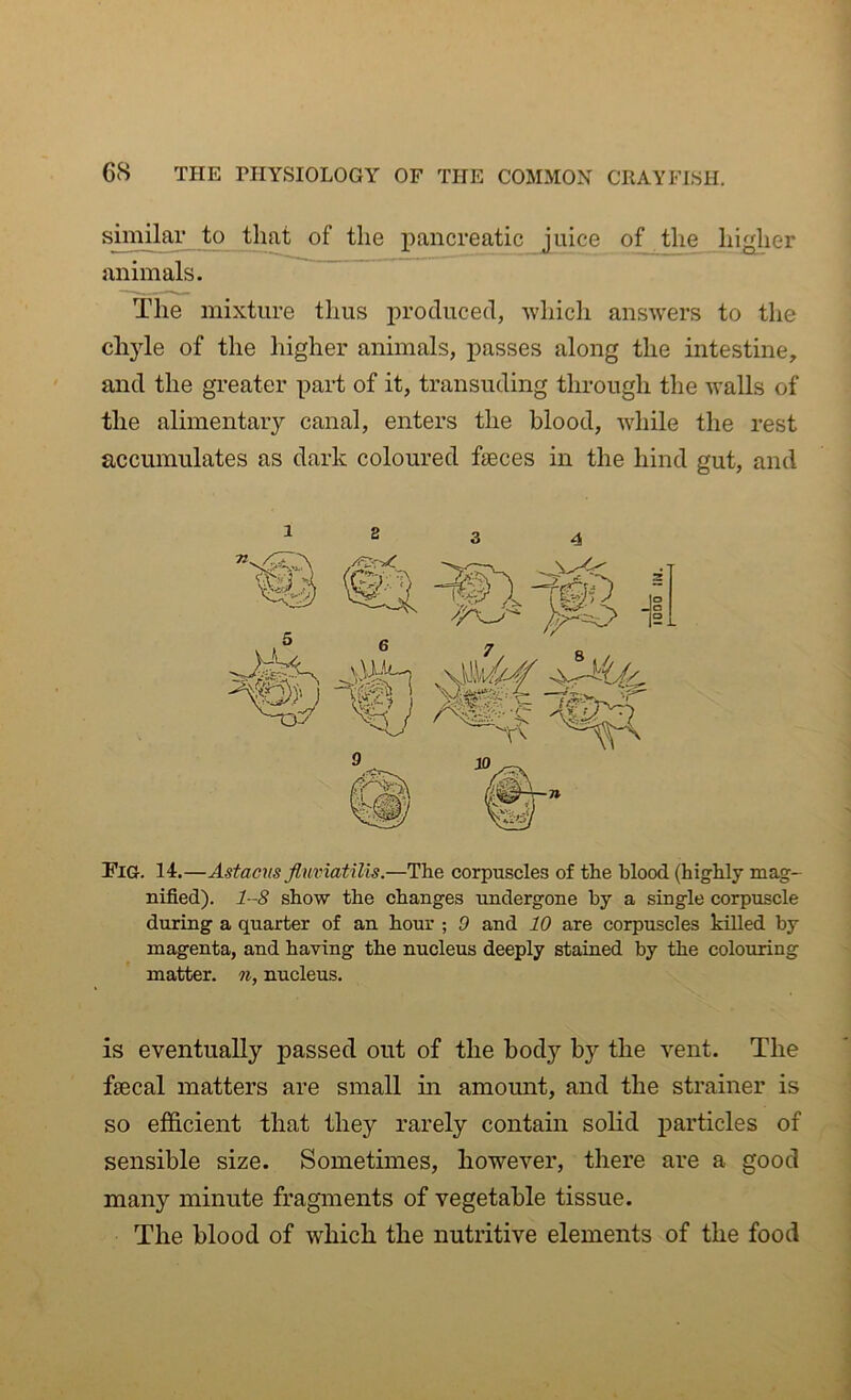 similar to that of the pancreatic juice of the higher animals. The mixture thus produced, which answers to the chyle of the higher animals, passes along the intestine, and the greater part of it, transuding through the walls of the alimentary canal, enters the blood, while the rest accumulates as dark coloured faeces in the hind gut, and 2 3 4 PiG. 14.—Astacus fluviatilis.—The corpuscles of the blood (highly mag- nified). 1-8 show the changes undergone by a single corpuscle during a quarter of an hour ; 9 and 10 are corpuscles killed by magenta, and having the nucleus deeply stained by the colouring matter, n, nucleus. is eventually passed out of the body by the vent. The faecal matters are small in amount, and the strainer is so efficient that they rarely contain solid particles of sensible size. Sometimes, however, there are a good many minute fragments of vegetable tissue. The blood of which the nutritive elements of the food