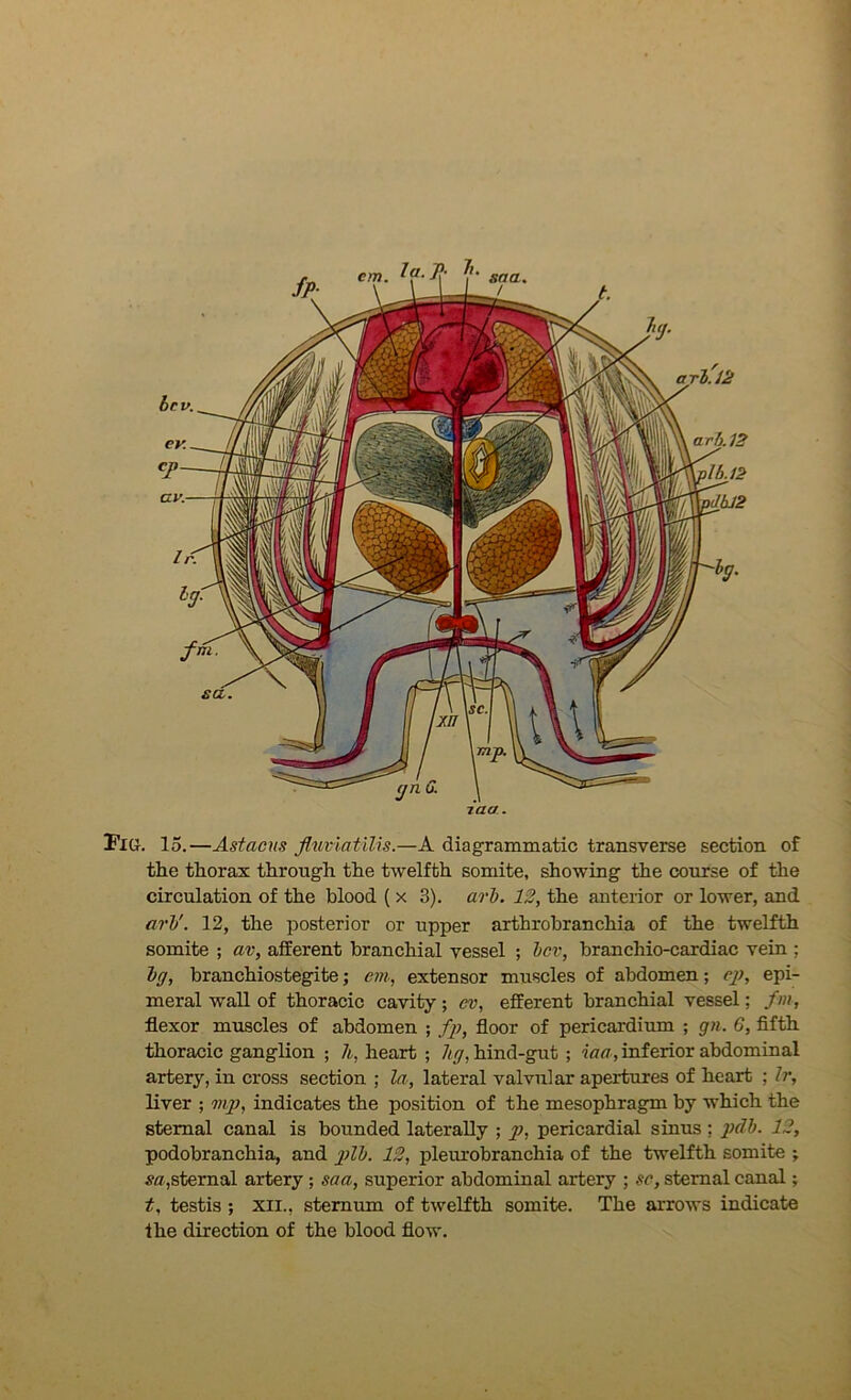 iaa. Fltt. 15.—Astaous flmiatilis.—A diagrammatic transverse section of the thorax through the twelfth somite, showing the course of the circulation of the blood ( x 3). arl. 12, the anterior or lower, and arl'. 12, the posterior or upper arthrobranchia of the twelfth somite ; av, afferent branchial vessel ; lev, branchio-cardiac vein ; Ig, branchiostegite; em, extensor muscles of abdomen; rp, epi- meral wall of thoracic cavity; ev, efferent branchial vessel; fin, flexor muscles of abdomen ; fp, floor of pericardium ; gn. 6, fifth thoracic ganglion ; heart ; Jig, hind-gut ; iaa, inferior abdominal artery, in cross section ; la, lateral valvular apertures of heart ; Ir, liver ; mp, indicates the position of the mesophragm by which the sternal canal is bounded laterally ; p, pericardial sinus ; pell. 12, podobranchia, and pll. 12, pleurobranchia of the twelfth somite ; sa,sternal artery ; saa, superior abdominal artery ; sc, sternal canal; t, testis ; xii., sternum of twelfth somite. The arrows indicate the direction of the blood flow.