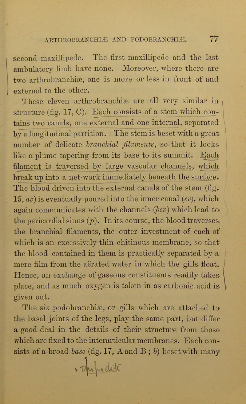 second maxillipede. The first maxillipede and the last ambulatory limb have none. Moreover, where there are two arthrobranchise, one is more or less in front of and external to the other. These eleven arthrobranchise are all very similar in structure (fig. 17, C). Each consists of a stem which con- tains two canals, one external and one internal, separated by a longitudinal partition. The stem is beset with a great, number of delicate branchial filaments, so that it looks like a plume tapering from its base to its summit. Each filament is traversed by large vascular channels, which break up into a net-work immediately beneath the surface. The blood driven into the external canals of the stem (fig. 15, civ) is eventually poured into the inner canal (ev), which again communicates with the channels (bcv) which lead to> the pericardial sinus (p). In its course, the blood traverses the branchial filaments, the outer investment of each of which is an excessively thin chitinous membrane, so that the blood contained in them is practically separated by a mere film from the aerated water in which the gills float. Hence, an exchange of gaseous constituents readily takes place, and as much oxygen is taken in as carbonic acid is given out. The six podobranchise, or gills which are attached to the basal joints of the legs, play the same part, but differ a good deal in the details of their structure from those which are fixed to the interarticular membranes. Each con- sists of a broad base (fig. 17, A and B ; b) beset with many \ J a.-