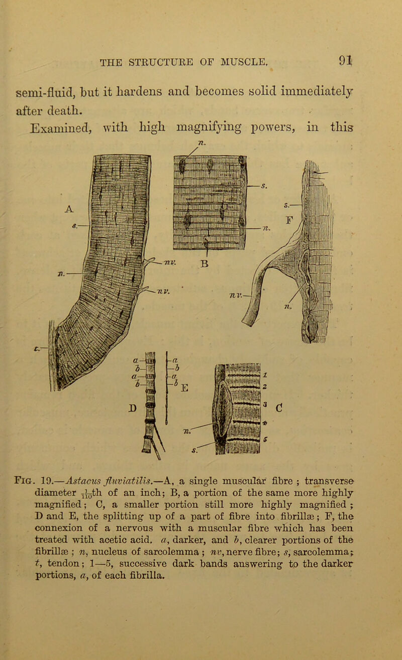 semi-fluid, but it hardens and becomes solid immediately after death. Examined, with high magnifying powers, in this Fig. 19.—Astacus fluviatilis.—A, a single muscular fibre ; transverse diameter ^th of an inch; B, a portion of the same more highly magnified; C, a smaller portion still more highly magnified ; 1) and E, the splitting up of a part of fibre into fibrill®; F, the connexion of a nervous with a muscular fibre which has been treated with acetic acid, a, darker, and b, clearer portions of the fibrillas ; n, nucleus of sarcolemma ; nv, nerve fibre; s, sarcolemma; t, tendon; 1—5, successive dark bands answering to the darker portions, a, of each fibrilla.