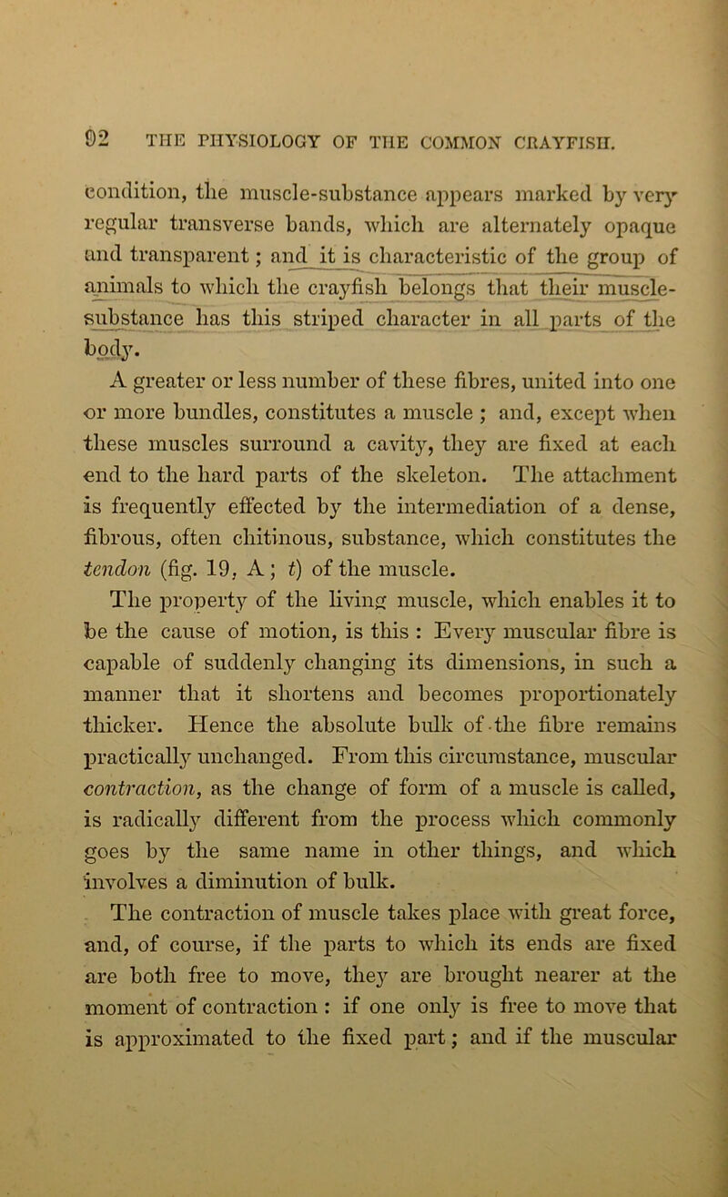 condition, tlie muscle-substance appears marked by very regular transverse bands, which are alternately opaque and transparent; and it is characteristic of the group of animals to which the crayfish belongs that their muscle- substance has this striped character in all parts of the body. A greater or less number of these fibres, united into one or more bundles, constitutes a muscle ; and, except when these muscles surround a cavity, they are fixed at each end to the hard parts of the skeleton. The attachment is frequently effected by the intermediation of a dense, fibrous, often chitinous, substance, which constitutes the tendon (fig. 19, A; t) of the muscle. The property of the living muscle, which enables it to be the cause of motion, is this : Every muscular fibre is capable of suddenly changing its dimensions, in such a manner that it shortens and becomes proportionately thicker. Hence the absolute bulk of the fibre remains practically unchanged. From this circumstance, muscular contraction, as the change of form of a muscle is called, is radically different from the process which commonly goes by the same name in other things, and which involves a diminution of bulk. The contraction of muscle takes place with great force, and, of course, if the parts to which its ends are fixed are both free to move, the}7 are brought nearer at the moment of contraction : if one only is free to move that is approximated to the fixed part; and if the muscular