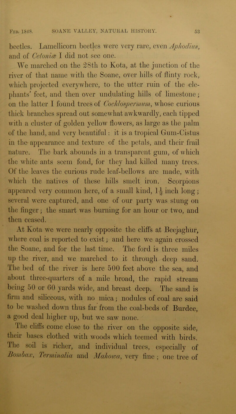 beetles. Lamellicorn beetles were very rare, even Jphodms, and of Cetoni(je I did not see one. We marclied on the 28th to Kota, at the junction of the river of that name with the Soane, over hills of flinty rock, which projected everywhere, to the utter ruin of the ele- phants’ feet, and then over undulating hills of limestone; on the latter I found trees of Cochlospermim, whose curious thick branches spread out somewhat awkwardly, each tipped with a cluster of golden yellow flowers, as large as the palm of the hand, and very beautiful: it is a tropical Gum-Cistus in the- appearance and texture of the petals, and their frail nature. The bark abounds in a transparent gum, of which the white ants seem fond, for they had killed many trees. Of the leaves the curious rude leaf-bellows are made, with which the natives of these hills smelt iron. Scorpions appeared very common here, of a small kind, 1-^ inch long; several were captured, and one of our party was stung on the Anger; the smart was burning for an hour or two, and then ceased. At Kota Ave were nearly opposite the cliffs at Beejaghur, Avhere coal is reported to exist; and here we again crossed the Soane, and for the last time. The ford is three miles up the river, and we marched to it through deep sand. The bed of the river is here 500 feet above the sea, and about three-quarters of a mile broad, the rapid stream being 50 or 60 yards wide, and breast deep. The sand is firm and siliceous, with no mica; nodules of coal are said to be washed down thus far from the coal-beds of Burdee, a good deal higher up, but we saw none. The cliffs come close to the river on the opposite side, their bases clothed with Avoods which teemed with birds. The soil is richer, and individual trees, especially of Bomhaoc, Terminalia and Mahowa, very fine ; one tree of