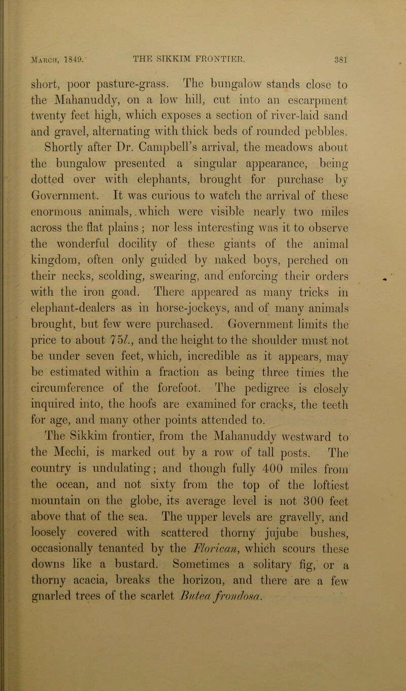 short, poor pasture-grass. The bungalow stands close to the Mahaniiddy, on a low hill, cut into an escarpment twenty feet high, which exposes a section of river-laid sand and gravel, alternating with thick beds of rounded pebbles. Shortly after Dr. Campbell’s arrival, the meadows about the bungalow presented a singular appearance, being dotted over with elephants, brought for purchase by Government. It was curious to watch the arrival of these enormous animals,. which ivere visible nearly two miles across the flat plains ; nor less interesting was it to observe the wonderful docility of these giants of the animal kingdom, often only guided by naked boys, perched on their necks, scolding, swearing, and enforcing their orders with the iron goad. There appeared as many tricks in elephant-dealers as in horse-jockeys, and of many animals brought, but few were purchased. Government limits the price to about 75/., and the height to the shoulder must not be under seven feet, which, incredible as it appears, may be estimated within a fraction as being three times the circumference of the forefoot. The pedigree is closely inquired into, the hoofs are examined for cracks, the teeth for age, and many other points attended to. The Sikkim frontier, from the Mahanuddy westward to the Mechi, is marked out by a row of tall posts. The country is undulating; and though fully 400 miles from the ocean, and not sixty from the top of the loftiest mountain on the globe, its average level is not 300 feet above that of the sea. The upper levels are gravelly, and loosely covered with scattered thorny jujube bushes, occasionally tenanted by the Florican, which scours these downs like a bustard. Sometimes a solitary fig, or a thorny acacia, breaks the horizon, and there are a few gnarled trees of the scarlet Butm frondom.