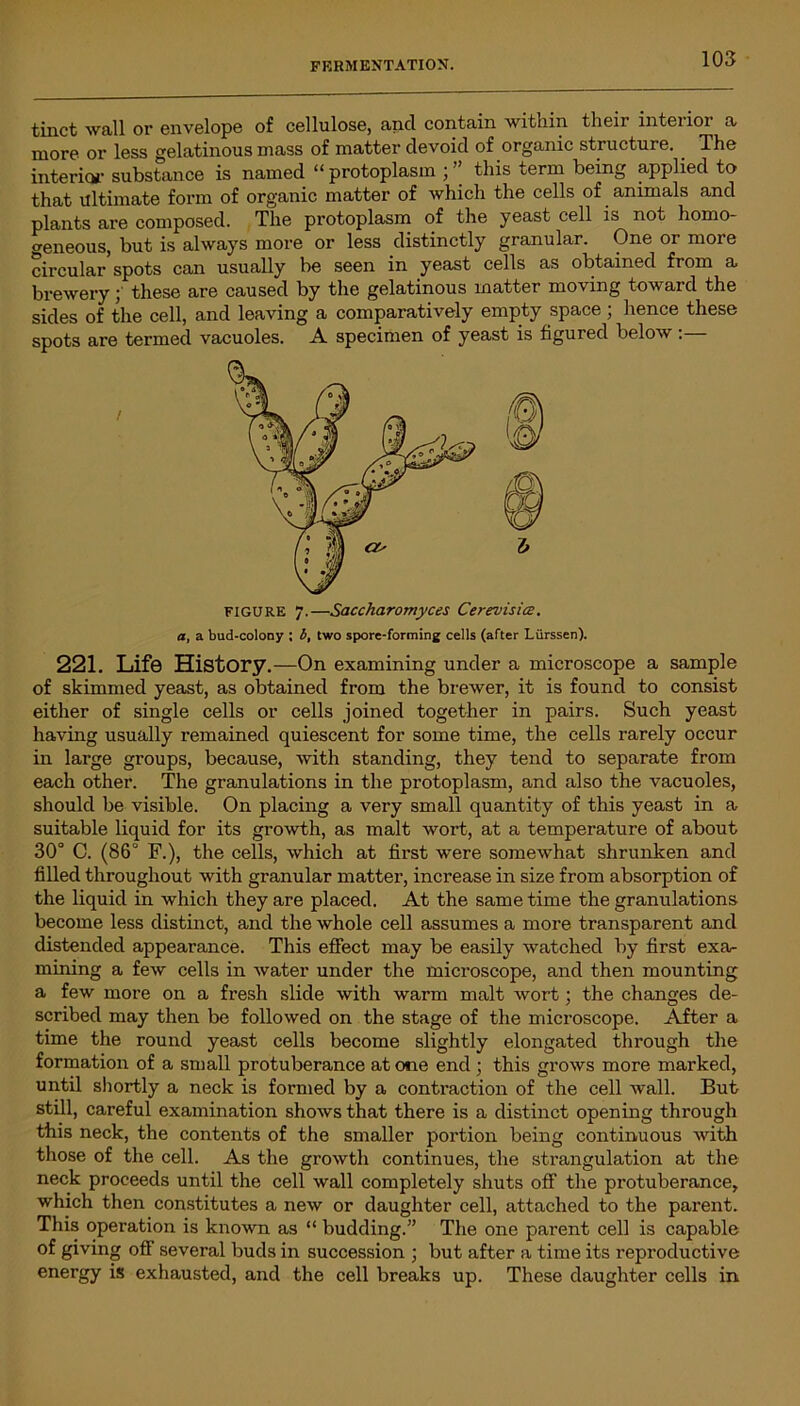 tinct wall or envelope of cellulose, and contain within their inteiioi a more or less gelatinous mass of matter devoid of organic structure. . The interior substance is named “ protoplasm \ this term being applied to that Ultimate form of organic matter of which the cells of animals and plants are composed. The protoplasm of the yeast cell is not homo- geneous, but is always more or less distinctly granular. One or more circular spots can usually be seen in yeast cells as obtained from a brewery ] these are caused by the gelatinous matter moving toward the sides of the cell, and leaving a comparatively empty space ; hence these spots are termed vacuoles. A specimen of yeast is figured below :— 221. Life History.—On examining under a microscope a sample of skimmed yeast, as obtained from the brewer, it is found to consist either of single cells or cells joined together in pairs. Such yeast having usually remained quiescent for some time, the cells rarely occur in large groups, because, with standing, they tend to separate from each other. The granulations in the protoplasm, and also the vacuoles, should be visible. On placing a very small quantity of this yeast in a suitable liquid for its growth, as malt wort, at a temperature of about 30° C. (86° F.), the cells, which at first were somewhat shrunken and filled throughout with granular matter, increase in size from absorption of the liquid in which they are placed. At the same time the granulations become less distinct, and the whole cell assumes a more transparent and distended appearance. This effect may be easily watched by first exa- mining a few cells in water under the microscope, and then mounting a few more on a fresh slide with warm malt wort; the changes de- scribed may then be followed on the stage of the microscope. After a time the round yeast cells become slightly elongated through the formation of a small protuberance atone end ; this grows more marked, until shortly a neck is formed by a contraction of the cell Avail. But still, careful examination shows that there is a distinct opening through this neck, the contents of the smaller portion being continuous with those of the cell. As the groAvth continues, the strangulation at the neck proceeds until the cell wall completely shuts off the protuberance, which then constitutes a neAv or daughter cell, attached to the parent. This operation is knoAvn as “ budding.” The one parent cell is capable of giving ofF several buds in succession ; but after a time its reproductive energy is exhausted, and the cell breaks up. These daughter cells in FIGURE 7.—Saccharomyces Cerevisitz. a, a bud-colony : b, two spore-forming cells (after Liirssen).