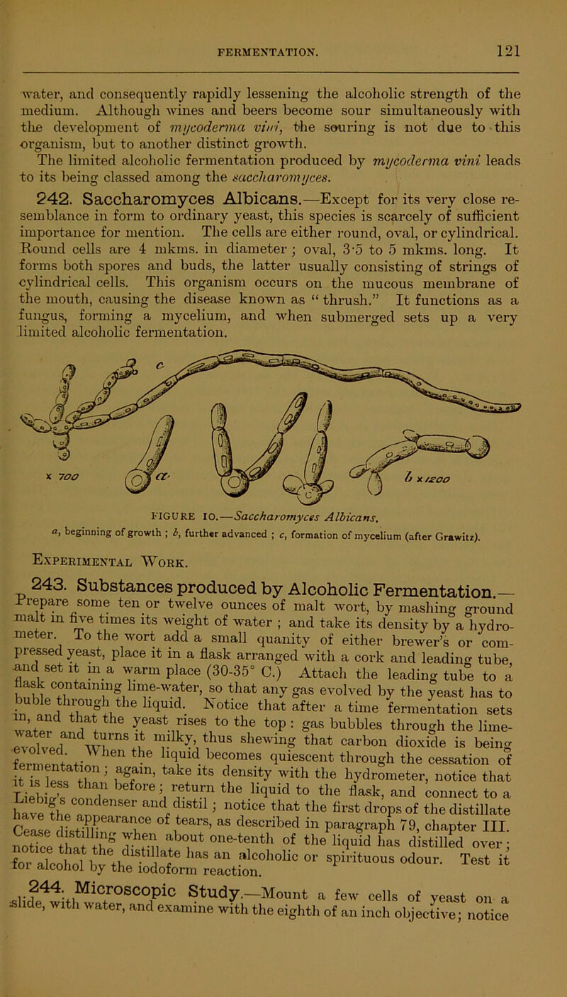 water, and consequently rapidly lessening the alcoholic strength of the medium. Although wines and beers become sour simultaneously with the development of mycoderma vini, the souring is not due to this organism, but to another distinct growth. The limited alcoholic fermentation produced by mycoderma vini leads to its being classed among the saccharomyces. 242. Saccharomyces Albicans.—Except for its very close re- semblance in form to ordinary yeast, this species is scarcely of sufficient importance for mention. The cells are either round, oval, or cylindrical. Round cells are 4 mkms. in diameter; oval, 3-5 to 5 mkms. long. It forms both spores and buds, the latter usually consisting of strings of cylindrical cells. This organism occurs on the mucous membrane of the mouth, causing the disease known as “ thrush.” It functions as a fungus, forming a mycelium, and when submerged sets up a very limited alcoholic fermentation. FIGURE 10.—Saccharomyces Albicans, a, beginning of growth ; b, further advanced ; c, formation of mycelium (after Grawitz). Experimental Work. 243. Substances produced by Alcoholic Fermentation.— rrepare some ten or twelve ounces of malt wort, by mashing ground malt in five times its weight of water ; and take its density by a hydro- meter To the wort add a small quanity of either brewer’s or com- pressed yeast, place it in a flask arranged with a cork and leading tube mid set it in a warm place (30-35° C.) Attach the leading tube to a hnhlC+T11n!.1T'Wa;terj^0 that any §as evolved by the yeast has to in l 16 U1U1C' -^°hce that after a time fermentation sets in and that the yeast rises to the top: gas bubbles through the lime- rvolvpriandWLrnS^ 1 Plk^, tkus shewinS that carbon dioxide is being ferrnenL-^ 1611 ^ bec°mes Orescent through the cessation of ™Sr; aSain’ take lts density with the hydrometer, notice that LieWs cmT °re ? Ur,n the Htluid t0 the flask» and connect to a hav??he nnne,1Ser 1 '> notice that the first drops of the distillate KsSrr °£1tea™* aS deSCribed in P^agraph 79, chapter III. notTce thn f S Thf-n one-tentl1 of tlie liquid has distilled over; for aloe III ie+.dlS-tl , ape bas an “leoholic or spirituous odour. Test it roi alcohol by the iodoform reaction. slide^iti^1CrOSC°Plc Study.—Mount a few cells of yeast on a ■slide, with water, and examine with the eighth of an inch objective; notice