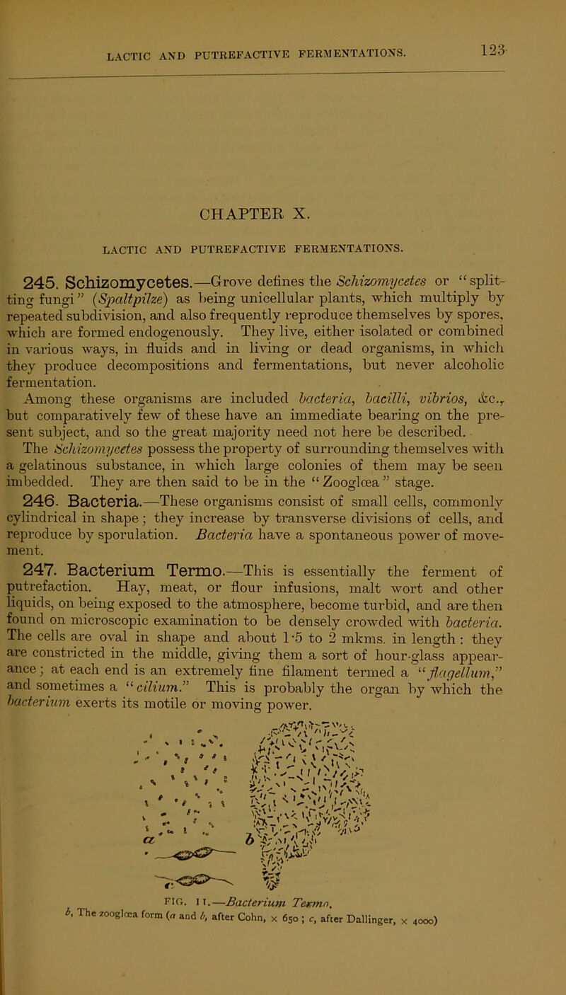 CHAPTER X. LACTIC AND PUTREFACTIVE FERMENTATIONS. 245. Schizomycetes.—Grove defines the Schizomycetes or “split- ting fungi ” (Sjoaltpilze) as being unicellular plants, which multiply by repeated subdivision, and also frequently reproduce themselves by spores, which are formed endogenously. They live, either isolated or combined in various ways, in fluids and in living or dead organisms, in which they produce decompositions and fermentations, but never alcoholic fermentation. Among these organisms are included bacteria, bacilli, vibrios, &c.r but comparatively few of these have an immediate bearing on the pre- sent subject, and so the great majority need not here be described. The Schizomycetes possess the property of surrounding themselves with a gelatinous substance, in which large colonies of them may be seen imbedded. They are then said to be in the “ Zooglcea ” stage. 246. Bacteria.—These organisms consist of small cells, commonly cylindrical in shape; they increase by transverse divisions of cells, and reproduce by sporulation. Bacteria have a spontaneous power of move- ment. 247. Bacterium Termo.—This is essentially the ferment of putrefaction. Hay, meat, or flour infusions, malt wort and other liquids, on being exposed to the atmosphere, become turbid, and are then found on microscopic examination to be densely crowded with bacteria. The cells are oval in shape and about 1 -5 to 2 mkms. in length : they are constricted in the middle, giving them a sort of hour-glass appear- ance ; at each end is an extremely tine filament termed a “ flagellum,” and sometimes a “ cilium.” This is probably the organ by which the bacterium exerts its motile or moving power. FIG. II.—Bacterium Termn. i, 1 he zooglcea form (a and b, after Cohn, x 650 ; c, after Dallinger, x 4000)