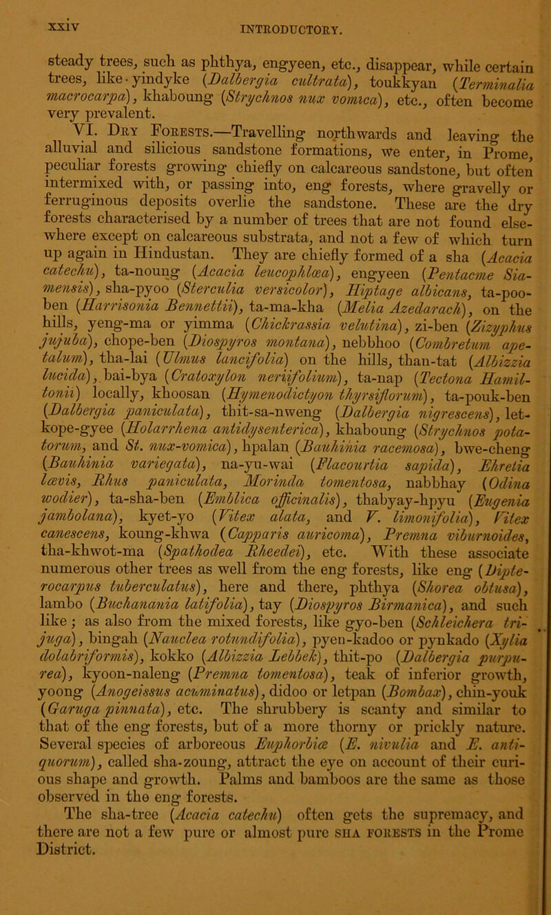 steady trees, such as phthya, engyeen, etc., disappear, while certain tiees, like • yindyke (Dalbergia cultrata), toukkyan (Terminalia macrocarpa), khaboung [Strychnos nux vomica), etc., often become very prevalent. VI. Dry Forests.—Travelling- northwards and leaving the alluvial and silicious sandstone formations, we enter, in Prome peculiar forests growing chiefly on calcareous sandstone, but often intermixed with, or passing into, eng forests, where gravelly or ferruginous deposits overlie the sandstone. These are the dry forests characterised by a number of trees that are not found else- where except on calcareous substrata, and not a few of which turn up again in Hindustan. They are chiefly formed of a slia (Acacia catechu), ta-noung [Acacia leucophlcea), engyeen (Pentacme Sia- mensis), slia-pyoo [Sterculia versicolor), Hiptage albicans, ta-poo- ben [Harrisonia Bennettii), ta-ma-kha [Melia Azedarach), on the hills, yeng-ma or yimma (Chiclcrassia velutina), zi-ben [Zizyplms jujuba), chope-ben [Diospyros montana), nebbhoo [Combretum ape- talum), tha-lai [Ulmus luncifolia) on the hills, than-tat [Albizzia lucida), bai-bya [Cratoxylon neriifoliuni), ta-nap [Tectona Hamil- tonii) locally, khoosan [Hymenodictyon thyrsijlorum), ta-pouk-ben [Dalbergia paniculata), thit-sa-nweng [Dalbergia nigrescens), let- kope-gyee [Holarrhena antidysenterica), khaboung [Strychnos jwta- torum, and St. nux-vomica), hpalan [Bauhihia racemosa), bwe-cheng [Bauhinia variegata), na-yu-wai [Flacourtia sapida), Ehretia Icevis, Rhus paniculata, Morinda tomentosa, nabbhay (Odina wodier), ta-sha-ben (Emblica officinalis), thabyay-hpyu [Eugenia jambolana), kyet-yo [Vitex alata, and V. limonifolia), Eitex canescens, koung-khwa (Capparis auricoma), Premna viburnoides, tha-khwot-ma [Spathodea Rheedei), etc. With these associate numerous other trees as well from the eng forests, like eng [Dipte- rocarpus tuberculatus), here and there, phthya [Shorea obtusa), lambo [Buchanania laiifolia), tay [Biosyyros Birmanica), and such like ; as also from the mixed forests, like gyo-ben [Schleichera tri- jug a), bingah [Nauclea rotnndifolia), pyen-kadoo or pynkado [Xylia dolabriformis), kokko [Albizzia Lebbeh), thit-po [Dalbergia purpu- rea), kyoon-naleng [Premna tomentosa), teak of inferior growth, yoong [Anogeissus acnminatus), didoo or letpan [Bombax), chin-youk [Garugapinnata), etc. The shrubbery is scanty and similar to that of the eng forests, but of a more thorny or prickly nature. Several species of arboreous Euphorbice [E. nivulia and E. anti- quorum), called slia-zoung, attract the eye on account of their curi- ous shape and growth. Palms and bamboos are the same as those observed in tho eng forests. The slia-tree [Acacia catechu) often gets the supremacy, and there are not a few pure or almost pure siia forests in the Prome District.