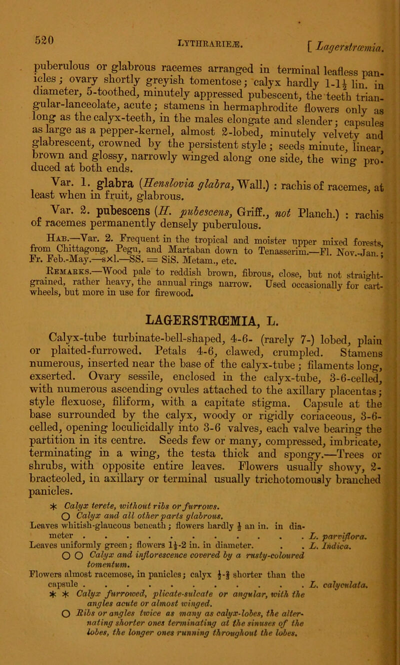 [ Lagerstroemia. puberulous or glabrous racemes arranged in terminal leafless pan- icles ; ovary shortly greyish tomentose; calyx hardly 1-11 hn. in diameter, 5-toothed, minutely appressed pubescent, the teeth trian- gular-lanceolate, acute; stamens in hermaphrodite flowers only as long as the calyx-teeth, in the males elongate and slender; capsules as large as a pepper-kernel, almost 2-lobed, minutely velvety and glabrescent, crowned by the persistent style ; seeds minute, linear brown and glossy, narrowly winged along one side, the wing pro- duced at both ends. Var. 1. glabra (Uenslovia glabra, Wall.) : rachis of racemes, at least when in fruit, glabrous. Var. 2. pubescens (II. pubescens, Griff., not Planch.) : rachis of racemes permanently densely puberulous. Hab. Var. 2. Frequent in the tropical and moister Tipper mixed forests, from Chittagong, Pegu, and Martaban down to Tenasserim.—FI. Nov-Jan • Fr. Feb.-May.—sxl.—SS. = SiS. Metam., etc. Remakes. Wood pale to reddish brown, fibrous, close, but not straight- grained, rather heavy, the annual rings narrow. Used occasionally for cart- wheels, but more in use for firewood. LAGEKSTEXEMIA, L. Calyx-tube turbinate-bell-shaped, 4-6- (rarely 7-) lobed, plain or plaited-furrowed. Petals 4-6, clawed, crumpled. Stamens numerous, inserted near the base of the calyx-tube ; filaments long, exserted. Ovary sessile, enclosed in the calyx-tube, 3-6-celled, with numerous ascending ovules attached to the axillary placentas; style flexuose, filiform, with a capitate stigma. Capsule at the base surrounded by the calyx, woody or rigidly coriaceous, 3-6- celled, opening loculicidally into 3-6 valves, each valve bearing the partition in its centre. Seeds few or many, compressed, imbricate, terminating in a wing, the testa thick and spongy.—Trees or shrubs, with opposite entire leaves. Flowers usually showy, 2- bracteoled, iu axillary or terminal usually trichotomously branched panicles. sf: Calyx terete, without ribs or furrows. O Calyx and all other parts glabrous. Leaves whitish-glaucous beneath; flowers hardly A an in. in dia- meter L. parriflora. Leaves uniformly green; flowers 1^-2 in. in diameter. . . L. Ihdica. O O Calyx and inflorescence covered by a rusty-coloured tomentum. Flowers almost racemose, in panicles; calyx J-S} shorter than the capsule L. calyculata, % Calyx furrowed, plieale-sulcafe or angular, with the angles acute or almost winged. O Ribs or angles twice as many as calyx-lobes, the alter- nating shorter ones terminating at the sinuses of the lobes, the longer ones running throughout the lobes.