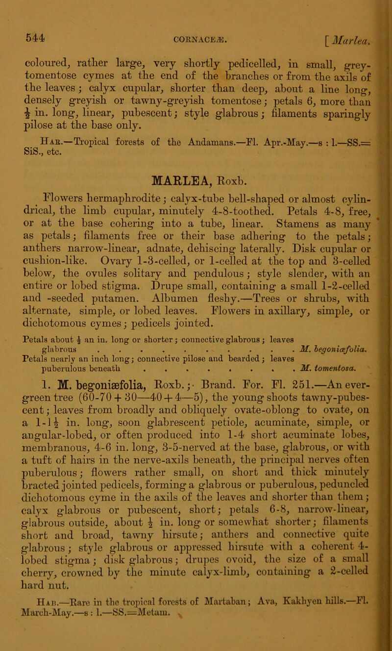 coloured, rather large, very shortly pedicelled, in small, grey- tomentose cymes at the end of the branches or from the axils of the leaves; calyx cupular, shorter than deep, about a line long, densely greyish or tawny-greyish tomentose; petals 6, more than i in. long, linear, pubescent; style glabrous; filaments sparingly pilose at the base only. Hah.—Tropical forests of the Andamans.—FI. Apr.-May.—s : 1.—SS.= SiS., etc. MARLEA, Roxb. Flowers hermaphrodite; calyx-tube bell-shaped or almost cylin- drical, the limb cupular, minutely 4-8-toothed. Petals 4-8, free, or at the base cohering into a tube, linear. Stamens as many as petals; filaments free or their base adhering to the petals; anthers narrow-linear, adnate, dehiscing laterally. Disk cupular or cushion-like. Ovary 1-3-celled, or 1-celled at the top and 3-celled below, the ovules solitary and pendulous ; style slender, with an entire or lobed stigma. Drupe small, containing a small 1-2-celled and -seeded putamen. Albumen fleshy.—Trees or shrubs, with alternate, simple, or lobed leaves. Flowers in axillary, simple, or dichotomous cymes; pedicels jointed. Petals about £ au iu. long or shorter; connective glabrous; leaves glabrous .......... M. begonicefolia. Petals nearly an inch long; connective pilose and bearded; leaves puberulous beneath M. lomentosa. 1. M. begoniaefolia, Roxb.;- Brand. For. FI. 251.—An ever- green tree (60-70+ 30—40 + 4—5), the young shoots tawny-pubes- cent ; leaves from broadly and obliquely ovate-oblong to ovate, on a 1-1^ in. long, soon glabrescent petiole, acuminate, simple, or angular-lobed, or often produced into 1-4 short acuminate lobes, membranous, 4-6 in. long, 3-5-nerved at the base, glabrous, or with a tuft of hairs in the nerve-axils beneath, the principal nerves often puberulous; flowers rather small, on short and thick minutely bracted jointed pedicels, forming a glabrous or puberulous, peduncled dichotomous cyme in the axils of the leaves and shorter than them; calyx glabrous or pubescent, short; petals 6-8, narrow-linear, glabrous outside, about \ in. long or somewhat shorter; filaments short and broad, tawny hirsute; anthers and connective quite glabrous; style glabrous or appressed hirsute with a coherent 4- lobed stigma; disk glabrous; drupes ovoid, the size of a small cherry, crowned by the minute calyx-limb, containing a 2-celled hard nut. Ha it.—Rare in the tropical forests of Martaban; Ava, Ivakhyen hills.—FI. March-May.—s : 1.—SS.=Melam. ^ ~