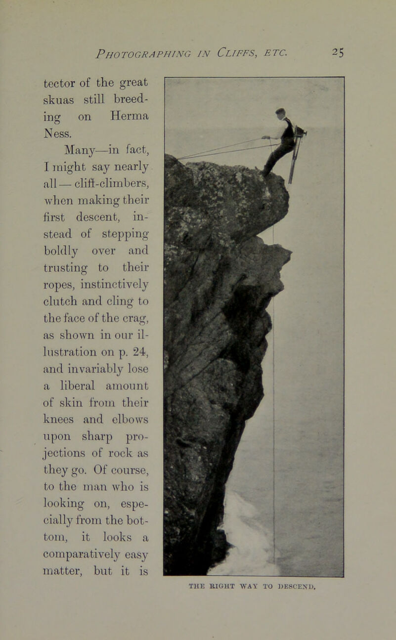 tector of the great skuas still breed- ing on Herma o Ness. Many—in fact, I might say nearly all — clift-climbers, when making their first descent, in- stead of stepping boldly over and trusting to their ropes, instinctively clutch and cling to the face of the crag, as shown in our il- lustration on p. 24, and invariably lose a liberal amount of skin from their knees and elbows upon sharp pro- jections of rock as they go. Of course, to the man who is looking on, espe- cially from the bot- tom, it looks a comparatively easy matter, but it is