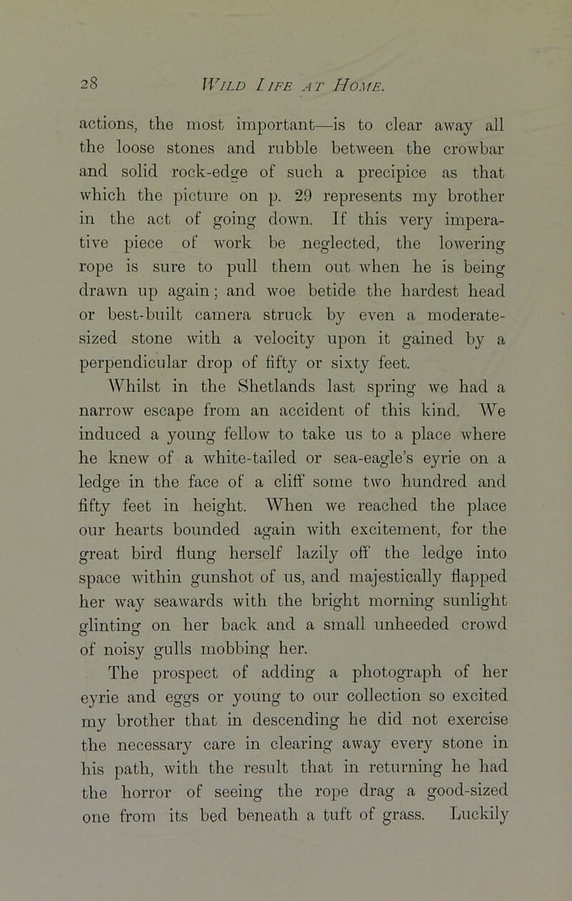 actions, the most important—is to clear away all the loose stones and rubble between the crowbar and solid rock-edsre of such a precipice as that which the picture on p. 29 represents my brother in the act of going down. If this very impera- tive piece of work be neglected, the lowering rope is sure to pull them out when he is being drawn up again; and woe betide the hardest head or best-built camera struck by even a moderate- sized stone with a velocity upon it gained by a perpendicular drop of fifty or sixty feet. Whilst in the Shetlands last spring we had a narrow escape from an accident of this kind. We induced a young fellow to take us to a place where he knew of a white-tailed or sea-eagle’s eyrie on a ledge in the face of a cliff some two hundred and fifty feet in height. When we reached the place our hearts bounded again with excitement, for the great bird flung herself lazily off the ledge into space within gunshot of us, and majestically flapped her way seawards with the bright morning sunlight glinting on her back and a small unheeded crowd of noisy gulls mobbing her. The prospect of adding a photograph of her eyrie and eggs or young to our collection so excited my brother that in descending he did not exercise the necessary care in clearing away every stone in his path, with the result that in returning he had the horror of seeing the rope drag a good-sized one from its bed beneath a tuft of grass. Luckily