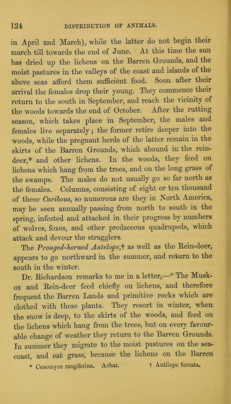 in April and March), while the latter do not begin their march till towards the end of June. At this time the sun has dried up the lichens on the Barren Grounds, and the moist pastures in the valleys of the coast and islands of the above seas afford them sufficient food. Soon after their arrival the females drop their young. They commence their return to the south in September, and reach the vicinity of the woods towards the end of October. After the rutting season, which takes place in September, the males and females live separately; the former retire deeper into the woods, while the pregnant herds of the latter remain in the skirts of the Barren Grounds, which abound in the rein- deer,* and other lichens. In the woods, they feed on lichens which hang from the trees, and on the long grass of the swamps. The males do not usually go so far north as the females. Columns, consisting of eight or ten thousand of these Caribous, so numerous are they in North America, may be seen annually passing from north to south in the spring, infested and attacked in their progress by numbers of wolves, foxes, and other predaceous quadrupeds, which attack and devour the stragglers. The Pronged-horned Antelope,\ as well as the Eein-deer, appears to go northward in the summer, and return to the south in the winter. Dr. Bichardson remarks to me in a letter,—“ The Musk- ox and Eein-deer feed chiefly on lichens, and therefore frequent the Barren Lands and primitive rocks which are clothed with these plants. They resort in winter, when the snow is deep, to the skirts of the woods, and feed on the lichens which hang from the trees, hut on every favour- able change of weather they return to the Barren Grounds. In summer they migrate to the moist pastures on the sea- coast, and eat grass, because the lichens on the Barren * Cenomyce rangiferina. Achar. t Antilope furcata.