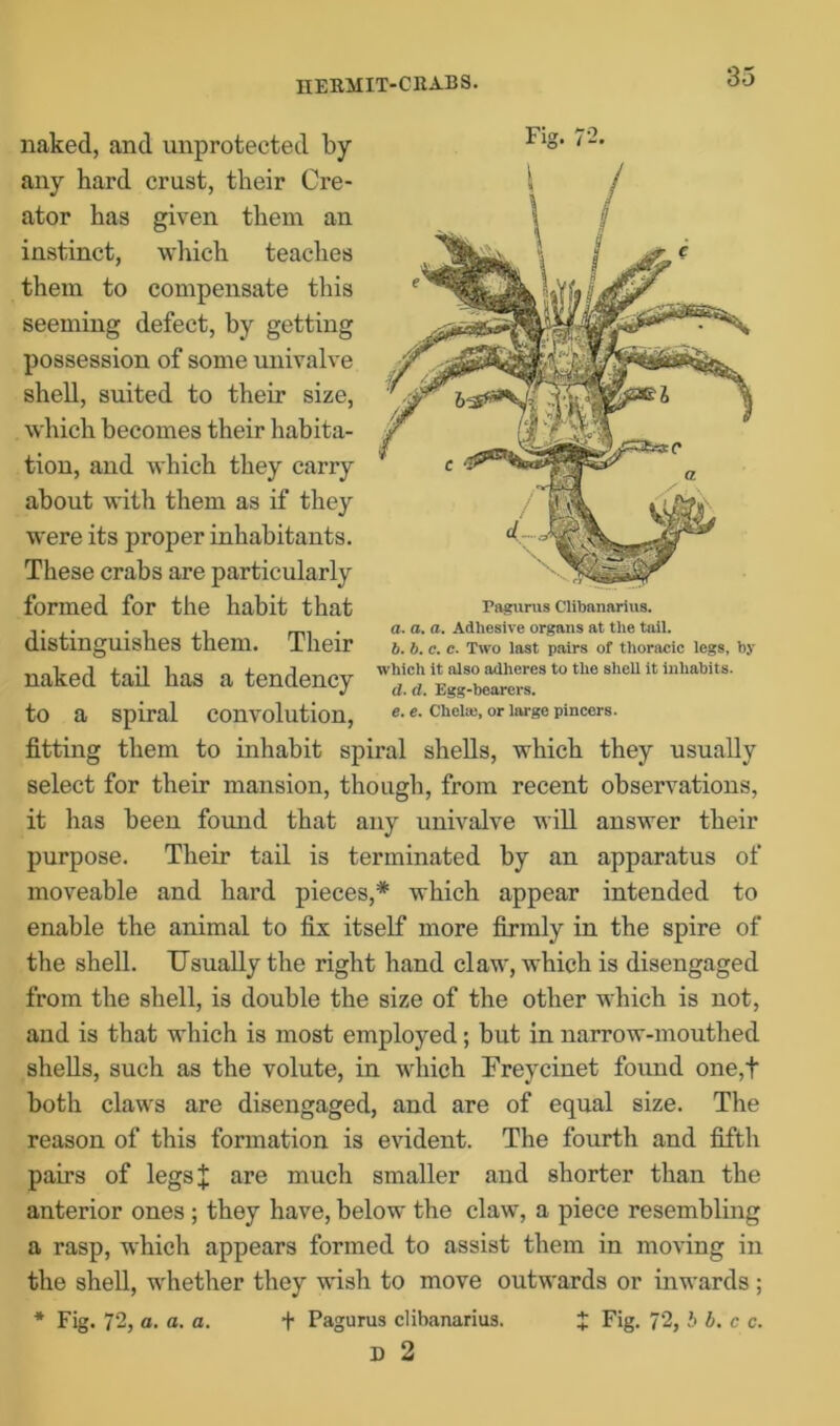 IIERMIT-CRABS. naked, and unprotected by any hard crust, their Cre- ator has given them an instinct, which teaches them to compensate this seeming defect, by getting possession of some univalve shell, suited to their size, which becomes their habita- tion, and which they carry about with them as if they were its proper inhabitants. These crabs are particularly formed for the habit that distinguishes them. Their naked tail has a tendency to a spiral convolution, fitting them to inhabit spiral shells, which they usually select for their mansion, though, from recent observations, it has been found that any univalve will answer their purpose. Their tail is terminated by an apparatus of moveable and hard pieces,* which appear intended to enable the animal to fix itself more firmly in the spire of the shell. Usually the right hand claw, which is disengaged from the shell, is double the size of the other which is not, and is that which is most employed; but in narrow-mouthed shells, such as the volute, in which Freycinet found one,t both claws are disengaged, and are of equal size. The reason of this formation is evident. The fourth and fifth pairs of legsj are much smaller and shorter than the anterior ones ; they have, below the claw, a piece resembling a rasp, which appears formed to assist them in moving in the shell, whether they wish to move outwards or inwards ; * Fig. 72, a. a. a. + Pagurus clibanarius. £ Fig. 72, b b. c c. D 2 Pagurus Clibanarius. a. a. a. Adhesive organs at the tail. b. b. c. c. Two last pairs of thoracic legs, by which it also adheres to the shell it inhabits. d. d. Egg-bearers. e. e. Chelaj, or large pincers.