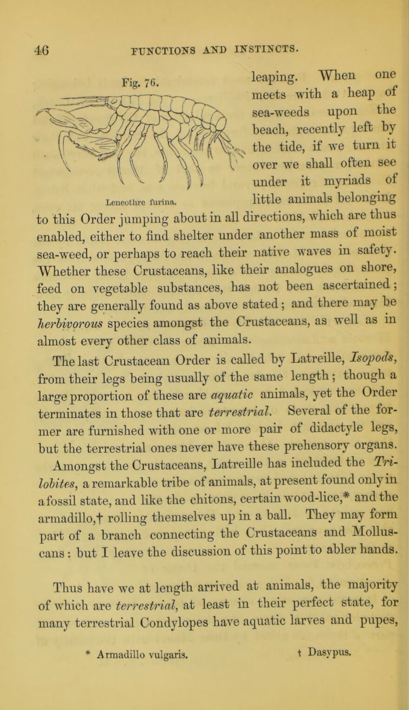 leaping. When one meets with a heap of sea-weeds upon the beach, recently left by the tide, if we turn it over we shall often see under it myriads of Leneoture funna. little animals belonging to this Order jumping about in all directions, which are thus enabled, either to find shelter under another mass of moist sea-weed, or perhaps to reach their native waves in safety. Whether these Crustaceans, like their analogues on shore, feed on vegetable substances, has not been ascertained; they are generally found as above stated; and there may be herbivorous species amongst the Crustaceans, as well as in almost every other class of animals. The last Crustacean Order is called by Latreille, Isopods, from their legs being usually of the same length; though a large proportion of these are aquatic animals, yet the Order terminates in those that are terrestrial. Several of the for- mer are furnished with one or more pair of didactyle legs, but the terrestrial ones never have these prehensory organs. Amongst the Crustaceans, Latreille has included the Tri- lobites, a remarkable tribe of animals, at present found only in afossil state, and like the chitons, certain wood-lice,* and the armadillo,t rolling themselves up in a ball. They may form part of a branch connecting the Crustaceans and Mollus- cans : but I leave the discussion of this point to abler hands. Thus have we at length arrived at animals, the majority of which are terrestrial, at least in their perfect state, for many terrestrial Condylopes have aquatic larves and pupes, * Armadillo vulgaris. Fig. 76. t Dasvpus.