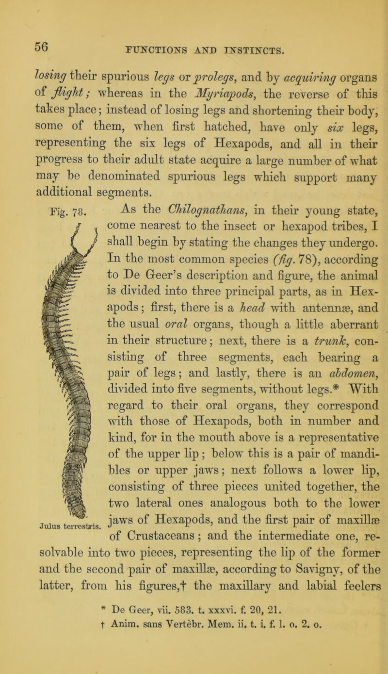 losing their spurious legs or prolegs, and by acquiring organs of flight; whereas in the JSIgriapods, the reverse of this takes place; instead of losing legs and shortening their body, some of them, when first hatched, have only six legs, representing the six legs of Hexapods, and all in their progress to their adult state acquire a large number of what may bo denominated spurious legs which support many additional segments. As the Chilognathans, in their young state, come nearest to the insect or hexapod tribes, I shall begin by stating the changes they undergo. In the most common species (fig. 78), according to De Geer’s description and figure, the animal is divided into three principal parts, as in Hex- apods ; first, there is a head with antennae, and the usual oral organs, though a little aberrant in their structure; next, there is a trunk, con- sisting of three segments, each bearing a pair of legs; and lastly, there is an abdomen, divided into five segments, without legs.* With regard to their oral organs, they correspond with those of Hexapods, both in number and kind, for in the mouth above is a representative of the upper lip ; below this is a pair of mandi- bles or upper jaws; next follows a lower lip, consisting of three pieces united together, the two lateral ones analogous both to the lower jaws of Hexapods, and the first pair of maxillae of Crustaceans; and the intermediate one, re- solvable into two pieces, representing the lip of the former and the second pair of maxillae, according to Savigny, of the latter, from his figures,! the maxillary and labial feelers Fig. 78. Julus terrestris. * De Geer, vii. 583. t. xxxvi. f. 20, 21. t Anim. sans Vertebr. Mem. ii. t. i. f. 1. o. 2. o.