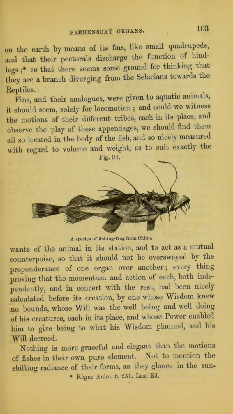 on the earth by means of its fins, like small quadrupeds, and that their pectorals discharge the function ol hind- legs ;* so that there seems some ground for thinking that they are a branch diverging from the Selacians towards the Reptiles. Fins, and their analogues, were given to aquatic animals, it should seem, solely for locomotion; and could we witness the motions of their different tribes, each in its place, and observe the play of these appendages, we should find them all so located in the body of the fish, and so nicely measured with regard to volume and weight, as to suit exactly the A species of fishing-frog from China. wants of the animal in its station, and to act as a mutual counterpoise, so that it should not be overswayed by the preponderance of one organ over another; every thing proving that the momentum and action of each, both inde- pendently, and in concert with the rest, had been nicely calculated before its creation, by one whose Wisdom knew no bounds, whose Will was the well being and well doing of his creatures, each in its place, and whose Power enabled him to give being to what his Wisdom planned, and his Will decreed. Nothing is more graceful and elegant than the motions of fishes in their own pure element. Not to mention the shifting radiance of their forms, as they glance in the sun- * Regne Anim. ii. '251. Last Ed.