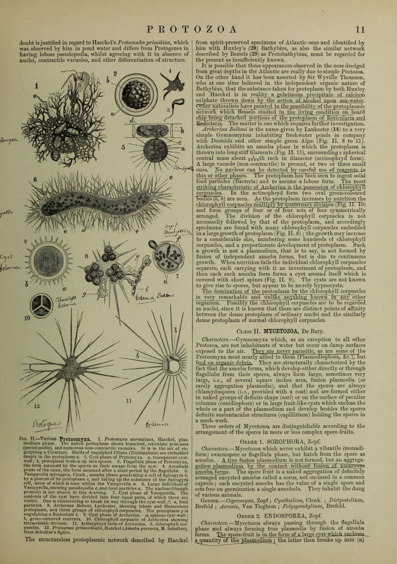 doubt is justified in regard to Haeckel’s Protamceha primitiva, which was observed by him in pond water and differs from Protogenes in having lobose pseudopodia, wliilst agreeing with it in absence of nuclei, contractile vacuoles, and other differentiation of structure. Fia. II.—Various Proteomyxa. l- Prolomyxa aurantiaca, Haeckel, plas- modium phase. The nuked protoplasm shows branched, reticulate processes (pseudopodia), and numerous non-contractile vacuoles. It is in the act of cn- Kulphing a Ceratium. Sliells of cngulplied Ciliata (Tintinnabula) are embedded deeply in the protoplasm a. 2. C.vst piiasc of Protomy.xa. a, transparent eyst- wall; 6, protoplasm broken up into spores. 3. Flagellula phase of Protomyxa, the form assumed by the spores on tlieir escape from the cyst. 4. Amoebula phase of the same, the form assumed after a sliort period by the flagellulic. 5. VampyreUa spirogyne, Cienk., amicba phase penetrating a cell of Spirogyra 6, by a process of its protoplasm c, and taking up the substance of the Spirogyra cell, some of wliicli is seen witliin the Vatnpyrella a. 6. Large individual of VampyreUa, showing pseudoiiodia e, and food particles a. Tlie nucleus (tliough present) Is not shown in this drawing. 7. Cyst phase of VampyreUa. The contents of tile cyst liave divided into four equal parts, of which tliree arc visible. One is commencing to break its way tlirougli tlie cyst-wall /; a, food particles. 8. Arclierma Boltoni, Lankester, showing lobose and tilametitous protoplasm, and three groups of chloropliyll corpuscles. Tlie protoplasm g is cngulpliing a liacterlum i. 9. Cyst jiliase of Arclierina. a, spinous cyst-wall; ft, green-coloured contents. 10. Clilorophyll corpuscle of Archeriua showing tetraschlstic division. 11. Actlnophryd form of Arclierina. i, chlorophyll cor- puscles. 12, Protogenes primordialis, llacckcl (Amie&a porrecla, M. Schultze), from Schultze’s figure. The structureless protoplasmic network described by Haeckel from spirit-preserved specimens of Atlantic ooze and identified by him with Huxley’s (28) Bathybiiis, as also the similar network described by Bessels (29) as Protobathybius, must be regarded for the present as insufficiently known. It is possible that these appearances observed in the ooze dredged from great depths in the Atlantic are really due to simple Protozoa. On the other hand it has been asserted by Sir Wyville Thomson, who at one time believed in the independent organic nature of Bathybius, that the substance taken for protoplasm by both Huxley and Haeckel is in jyjlitv a gelatinous precipitate of calcium sulphate thrown down by the action of alcohol upon .sea-water. Other naflTralists have pointed to the possibility of the protoplasmic network which Bessels studied in the living condition on boafa. ship being detached portions of the protoplasm of Reticularia and fia^olaria. The matter is one which requires further investigation. Archerina Boltoni is the name given by Lankester (14) to a very simple Gymnomyxon inhabiting freshwater ponds in company with Desmids and other simple green Algai (Fig. II. 8 to 11). Archerina exhibits an amoeba phase in which the protoplasm is thrown into long stiff filaments (Fig. II. 11), surrounding a spherical central mass about -irinnytk inch in diameter (actlnophryd form). A large vacuole (non-contractile) is present, or two or three small ones. No nucleus can be detected by careful use of reagents in this or otheFphaseil The protoplasm has been seen to ingest s^d food particles (Bacteria) and to assume a lobose form. The most striking characteristic of Archerina is the po.ssession of chlorophyll corpuscles. In the actlnophryd form two oval green-coloured 'bodies (b, h) are seen. As the protoplasm increases by nutrition the chlorophyll corpuscles riiulfiplv by quaternary division (Fig. 11. Ibl and form groups of four or of four sets of four symmetrically arranged. The division of the chlorophyll corpuscles is not necessarily followed by that of the protoplasm, and accordingly specimens are found with many chlorophyll corpuscles embedded in a large growth of protoplasm (Fig. II. 8) ; the growth may increase to a considerable size, numbering some hundreds of chlorophyll corpuscles, and a proportionate development of protoplasm. Such a growth is not a plasmodium, that is to say, is not formed by fusion of independent amoeba forms, but is due to continuous growth. When nutrition fails the individual chlorophyll corpuscles separate, each carrying with it an investment of protoplasm, and then each such amoeba form forms a cyst around itself which is covered with short spines (Fig. II. 9). The cysts are not known to give rise to spores, but appear to be merely hypnocysts. 'I’lie domination of the protoplasm by the chlorophyll corpuscles is very Temarkable and unlike anything known tn~~any other organism. Possibly the chlorophyll corpuscles are to be regarded as nuclei, since it is known that there are distinct points of affinity between the dense protoplasm of ordinary nuclei and the similarly dense protoplasm of normal chlorophyll corpuscles. Class II. MYCETOZOA, De Bary. Characters.—Gymnomyxa which, as an exception to all other Protozoa, are not inhabitants of ivater but occur on damp surfaces exposed to the air. They are never narasitic, as are some of the Proteomyxa most nearly allied to them (Plasmodiophora, &c.), but feed on organic debris. They are structurally characterized by the fact that the amoeba forms, which develop either directly or through flagelluliB from their spores, always form large, sometimes very large, i.e., of several square inches area, fusion plasmodia (or rarely aggregation plasmodia), and that the spores are always chlamydospores {i.e., provided with a coat) and are formed either in naked groups of definite shape (sori) or on the surface of peculiar columns (conidiophors) or in laige fruit-like cysts which enclose the whole or a part of the plasmodium and develop besides the spores definite sustentacular structures (capillitium) holding the spores in a mesh-work. Three orders of Mycetozoa are distinguishable according to the arrangement of the spores in more or less complex spore-fruits. Order 1. SOROPHORA, Zopf. Characters.—Mycetozoa which never exhibit a vibratile (monadi- form) swarmspore or flagellula phase, but hatch from the spore as amoeba;. A true fusion plasmodium is not formed, but an aggrega- gation Dlasmodium~by the conta^ without liision of nunreroris amoeba forms. The spore fruit is a naked aggregation of definitely arranged encysteil amoebae called a sorus, not enclosed in a common capsule ; each encysted amoeba has the value of a single spore and sets free on germination a single amoebula. They inhabit the dung of various animals. Genera.—Copromyxa, Zopf; Cynthulina, Cienk. ; Dictyostclium, Brefeld ; Acrasis, Van Tieghem ; Polyspondyliimi, Brefeld. Order 2. ENDOSPOREA, Zopf. Characters.—Iilycetozoa always passing througli the flagellula phase and always forming true plasmodia by fusion of amoeba forms. The spore-fruit is in the form of a large cyst whicb enclnsea a quantity of Gie^pIasmdJIum : the latter then breaks up into (a)