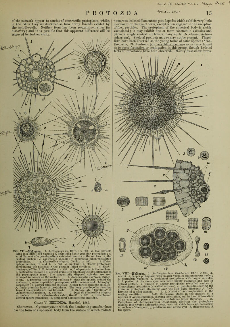 P R 0 T of the network appear to consist of contractile protoplasm, whilst in the latter they are described as firm horny threads exuded by the spindle-cells. Neither form has been re-examined since its discovery; and it is possible that this apparent difference will he removed by further study. FIG. VII.—Heliozoa. l. Actinophrya sol, Ehrb.; x 800. a. food-particle lying in a large food-vacuole; b, deep-lying finely granular protoplasm ; c, axial filament of a pseudopodiura extended inwards to the nucleus; cl, the central nucleus; e, contractile vacuole; /, superficial much-vacuolated protoplasm. 2. Clathrulina elegans, Cienk.; x 200. 3. Heter- ophrys marina, H. and L. x COO. a, nucleus ; b, clearer protoplasm surrounding the nucleus, c, the peculiar felted envelope. 4. Raphi- diophrys pallida, F. E. Schultze ; x 430. a, food-particle ; b, the nucleus; c, contractile vacuole ; d, central granule in which all the axis-filaments of the pseudopodia meet. The tangentially disposed spicules are seen arranged in masses on the surface. 5. Acanthocystis turfacea, Carter; X 240. a, prol)al)ly tlie central nucleiis; b, clear protoplasm around the nucleus; c, more superficial protoplasm with vacuoles and chlorophyll corpuscles ; d, coarser siliceous spicules ; e, finer forked siliceous spicules ; /, finely granular layer of protoplasm. The long pseudopodia reaching beyond the spicules are not lettered. 6. Bi-llagellate “flagellula” of Acanthocystis aculeata. a, nucleus. 7. Ditto of Clathredina elegans. a, nucleus. 8. Astrodisetdus ruber, Greeff; x 320. a, red-coloured central sphere (? nucleus); b, peripheral homogeneous envelope. Cla-ss V. HELIOZOA, Haeckel, 1866. Characters.—Gymnomyxa in whicli the dominating amceba phase has the form of a spherical body from the surface of which radiate 0 Z O A 15 numerous isolated filamentous pseudopodia which exhibit very little movement or change of form, except when engaged in the inception of food-particles. The protoplasm of the spherical body is richly vacuolated ; it may exhibit one or more contractile vacuoles and either a single central nucleus or many nuclei (Nuclearia, Actino- spheerium). Skeletal products may or may not be present. Flagel- lulae have been observed as the young forms of some species (Acan- thocystis, Clathrulina), but very little has been as yet ascertained as to spore-formation or conjugation in this group, though isolated facts of importance have” been observed. Mostly freshwater forms. FIG. VIII.—Heliozoa. l. Actinosphxrium Eichhornii, Ehr. ; x 200. a, nuclei; 6, deeper protoplasm with smaller vacuoles and mimerous nuclei; c, contractile vacuoles; d, peripheral protoplasm with larger vacuoles. 2. A portion of the same specimen more highly magnified and seen in optical section, a, nuclei; deeper protoplasm (so-called endosarc); d, peripheral protoplasm (so-called ectosarc); e, pseudopodia showing the granular protoplasm streaming over the stiff axial filament; /, food- particle in a food-vacuole. 3, 4. Nuclei of Acfcinosplucrium in the resting condition. 6-13. Successive stages in the division of a nucleus of Actinosphrcriiim, showing fibrillation, and in 7 and 8 formation of an equatorial plate of chromatin substance (after Uertwig). 14. Cyst-phase of Actiyioi^phxrixnn Eichhornii^ showing the protoplasm divided into twelve chlamydospores, each of which has a siliceous coat; a, nucleus of the spore; gelatinous wall of the cyst; A, siliceous coat of the spore.