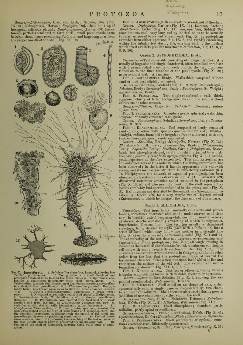 Genera.—Lieherkuhnia, Clap, and Lach. ; Gromia, Duj. (Fig. IX. 2); Mikrogromia, Hertw. ; Euglyplia, Duj. (shell built up of hexagonal siliceous plates); Diaphorophodon, Archer (38) (many- foreign particles cemented to form shell; small pseudopodia issue between these, hence resembling Perforata, and large long ones from the proper mouth of the shell. Fig. IX. 12). . , i.. /, .. FlO. X.—Imperforata. 1. SpiroloeuUnaplanulata, Lamarck, showing five “coils”; porcellanous. 2. Young ditto, with shell dissolved and protoplasm stained so as to show the seven nuclei n. 3. Spirolina (Pene- roplis); a sculpt\ired imperfectly coiled shell; porcellanous. 4. Verteiiralina, a simple shell consisting of chambers succeeding one another in a straight line; porcellanous. 5, 6. Thurammina papillata, Brady, a sandy form. 5 is broken open so as to show an inner chamber; recent. X 25. 7. Litmla (Ilaplophragmium) canariensis, a sandy form; recent. 8. Nucleated reproductive bodies (bud-spores) of Haliphysema. 9. SquammuUna hecis, M. Schnltze; x 40; a simple porcellanous Miliolide. 10. Protoplasmic core removed after treatment with weak chromic acid from the shell of Haliphysema Tumanovitzii, Bow. n, vesicular nuclei, stained with hscmatoxylin (after Lankester). 11. Haliphysema Tumanovitzii; x 25 diam. ; living specimen, showing the wine-glass-shaped shell built up of sand-grains and sponge-spicules, and the abundant protopla.sm p, issuing from the mouth of the shell and spreading partly over its projecting constituents. 12. Shell of Astro- rhiza limicola. Sand.; x 5 ; showing the branching of the test on some of the rays usually broken away in preserved specimens (original). 13. Section of the shell of Marsipella, showing thick walls built of sand- grains. iLjU-UaJj—tK Fam. 2. Amphistomina, with an aperture at each end of the shell. Genera.—Diplophrys, Barker (Fig. IX. 1); IHtrema, Archer; Amphitrema, Archer (Fig. IX. 11) ; Shepheardella, Siddall (39) (membranous shell very long and cylindrical so as to be actually tubular, narrowed to a spout at each end. Fig. IX. 3 ; protoplasm extended from either aperture, Fig. IX. 5, and rapidly circulating within the tubular test during life, carrying with it the nucleus which itself exhibits peculiar movements of rotation. Fig. IX. 6, 7, 8, 9, 10). Order 2. ASTRORHIZIDEA, Brady. Characters.—Test invariably consisting of foreign particles ; it is usually of large size and single-chambered, often branched or radiate with a pseudopodial aperture to each branch, the test often con- tinued on to the finer branches of the pseudopodia (Fig. X. 12) ; never symmetrical. All marine. Fam. 1. Astrorhizina, Brad}b Walls thick, composed of loose sand or mud very slightly cemented. Genera.—Astrorhiza, Sandahl (Fig. X. 12, very little enlarged); Pelosina, Brady; Storthosphxra, Brady ; Dendrophrya, St. Wright; Syringammina, Brady. Fam. 2. Pilulinina. Test single-chambered ; walls thick, composed chiefly of felted sponge-spicules and fine sand, without calcareous or other cement. Genera.—PiluUna, Carpenter; Technitella, Norman ; Bathy- siphon, Sars. Fam. 3. Saccamminina. Chambers nearly spherical; walls thin, composed of firmly cemented sand grains. Genera.—Psammosplmra, Schultze; Sorosphsera, Brady ; Saccam- mina, M. Sars. Fam. 4. Rhaedamminina. Test composed of firmly cemented sand-grains, often with sponge - spicules intermixed; tubular; straight, radiate, branched or irregular; free or adherent; with one, two, or more apertures ; rarely segmented. Genera.—Jaculella, Brady; Marsipella, Norman (Fig. X. 13) ; Rhahdammina, M. Sars; Aschemonella, Brady; Bhizammina, Brady ; Sagenella, Brady; Botellina, Carp. ; Haliphysema, Bower- bank (test wine-glass-shaped, rarely branched, attached by a disk- like base ; generally beset with sponge-spicules. Fig. X. 11 ; pseudo- podial aperture at the free extremity). This and Astrorhiza are the only members of this order in which the living protoplasm has been observed ; in the latter it has the appearance of a yellowish cream, and its microscopic structure is imperfectly unknown (61). In Haliphysema the network of expanded pseudopodia has been observed by Saville Kent as drawn in Fig. X. 11. Lankester (59) discovered numerous vesicular nuclei scattered in the protoplasm (Fig. X. 10, n), and also near the mouth of the shell reproductive bodies (probably bud-spores) embedded in the protoplasm (Fig. X. 8). Haliphysema W’as described by Bowerbank as a Sponge, and mis- taken by Haeckel (60) for a very simple two-cell-layered animal (Enterozoon), to which he assigned the class name of Physemaria. Order 3. MILIOLIDEA, Brady, Characters.—Test imperforate ; normally calcareous and porcel- lanous, sometimes encrusted with sand; under starved conditions {e.g., in brackish water) becoming chitinous or chitino-arenaceous ; at abyssal depths occasionally consisting of a thin homogeneous, imperforate, siliceous film. The test has usually a chambered structure, being divided by se^a (eachfwith a hole in it) into a senes~orToculTAVhich may follow one another in a straight line (Fig. X. 4) or the series may be variously coiled (Fig. X. 1 and 3). The chambering of the test does not express a corresponding cell- segmentation of the protoplasm ; the latter, although growing in volume as the new shell-chambers are formed, remains one continuous cell-unit with many irregularly scattered nuclei (Fig. X. 2). The chambered and septate structure results in this group and in the other- orders from the fact that the protoplasm, expanded beyond the last-formed chamber, forms a new test upon itself whilst it lies and rests upon the surface of the old test. The variations in such a formation are shown in Fig. XII. 1, 2, 3, 4. Fam. 1. Nubecularina. Test free or adherent, taking various irregular asynrmetrical forms, with variable aperture or apertures. Genera.—SquammuUna, Schultze (Fig. X. 9, showing the ex- panded pseudopodia) ; Nuhecularia, Defrance. Fam. 2. Miliouna. Shell coiled on an elongated axis, either symmetrically or in a single plane or inequilaterally; two cham- bers in each convolution. Shell aperture alternately during growth (addition of new chambers) at either end of the shell. Genera.—Biloculina, D’Orb. ; Fabularia, Defrance ; Spirolocu- lina, D’Orb. (Fig. X. 1, 2) ; Miliolina, Williamson (Fig. XL). Fam. 3. Hauerinina. Shell dimorphous; chambers partly milioline, partly spiral or rectilinear. Genera.—Articulina, D’Orb.; Vertehralina, D’Orb. (Fig X. 4); Ophthalmidium, Kubler; Hauerina, D’Orb.; Planispirina, Seguenza. Fam. 4. Peneropudtna. Shell planospiral or cyclical, some- times crosier-shaped, bilaterally symmetrical. Genera.—Cornuspira, Schultze; Montfort(Fig. X. 3);