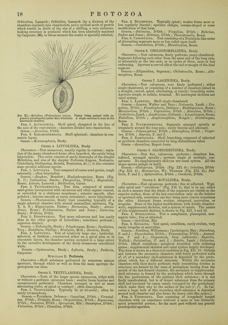 Orbiculina, Lamarck; Orhitolites, Lamarck (by a division of the chambers regularly into chamherlets, and a cyclical mode of growth which results in shells of the size of a shilling, a very elaborate- looking structure is produced which has been admirably analysed by Carpenter (40), to whose memoir the reader is specially referred). Fig. Xl.—Miliolina (Triloculina) tcnera. Young living animal with ex- panded pseudopodia (after Max Scliultze). A single nucleus is seen iu the innermost chamber. Fam. 5. Ai.veolinina. Shell spiral, elongated in the line of the axis of the convolution ; chambers divided into chamherlets. Genus.—Aheolina, D’Orb. Fam. 6. Keiiamosphairina. Shell spherical; chambers in con- centric layers. Genus. —Keramosphiem, Brady. OP.DER 4. LITUOLIDEA, Brady. Characters. —Test arenaceous, usually regular in contour ; septa- tionof the.many-chambered forms often imperfect, the cavity being labyrinthic. This order consists of sandy isomorphs of the simpler Miliolidea, and also of the simpler Perforata (Lagena, Nodosaria, Cristellaria, Globigerina, Rotalia, Nonionina, &c.); it also contains some peculiar adherent species. Fam. 1. Lituolina. Test composed of coarse sand-grains, rough externally ; often labyrinthic. Genera.—Reophax, Montfort; Haplophragmium, Reuss (Fig. X. 7); Coskinolina, Stache; Placopsilina, D’Orb.; Haplostiche, Reuss; Lituola, Lamarck ; Bdclloidina, Carter. Fam. 2. Trochamminina. Test thin, composed of minute sand-grains incorporated with calcareous and other organic cement, or embedded in a chitinous membrane ; exterior smooth, often polished ; interior smooth or rarely reticulated ; never labyrinthic. Genera.—Thurammiyia, Brady (test consisting typically of a single spherical chamber with several mammillate apertures. Fig. X. 5, 6) ; Hippocrepina, Parker; Hormosina, Brady; Ammo- discus, Reuss; Trochammina, Parker and Jones; CarteriTia, Brady; JFebbina, D’Orh. Fam. 3. Endothyrina. Test more calcareous and less sandy than in the other groups of Lituolidea; sometimes perforate; septation distinct. Genera.—Nodosinella, Brady ; Pohjphragma, Reuss ; Involutina, Terq.; Endoihyra, Phillips ; Bradyina, Moll.; Stacheia, Brady. Fam. 4. Loftusina. Test of relatively large size ; lenticular, spherical, or fusiform ; constructed either on a spiral plan or in concentric layers, the chamber cavities occupied to a large extent by the excessive development of the finely arenaceous cancellated walls. Genera.—Cyclammina, Brady ; Loftusia, Brady ; Parheria, Carpenter. Sub-class B. Perforata. Characters.—Shell substance perforated by numerous minute apertures, through which as well as from the main aperture the protoplasm can issue. Orders. TEXTULARIDEA, Brady. Characters.—Tests of the larger species arenaceous, either with or without a perforate calcareous basis ; smaller forms hyaline and conspicuously perforated. Chambers arranged in two or more alternating series, or spiral or confused ; often dimorphous. Fam. 1. Textularina. Typically hi- or tri-serial; often bi- rarely tri-morphous. Genera.—Textularia Defrance ; Cuneolina, D’Orb. ; Vemeiul- ina, D’Orb.; Tritaxia, Reuss; Chrysalidina, D’Orb.; Bigenerina, D’Orb.; Pavonina, D’Orb.; Spiroplccta, Ehr.; Gaudryina, D’Orb.; Valvulina, D’Orb.; ClavuUna, D’Orb. Fam. 2. Buliminina. Typically spiral; weaker forms more or less regularly biserial; aperture oblique, comma-shaped or some modification of that form. Genera.—Bulimina, D’Orb. ; Virgidina, D’Orb. ; Bifarina, Parker and Jones ; Bolivina, D’Orb.; Pleurostomella, Reuss. Fam. 3. Cassidulina. Test consisting of a Textularia-like series of alternating segments more or less coiled upon itself. Genera.—Cassidulina, D’Orb.; Ehrenbcrgina, Reuss. Order 6. CHILOSTOMELLIDEA, Brady. Characters.—Test calcareous, finely perforate, many-chambered. Segments following each other from the same end of the long axis, or alternately at the two ends, or in cycles of three, more or less embracing. Aperture a curved slit at the end or margin of the final segment. Genera.—Ellipsoidina, Seguenza; Chilostomella, Reuss; Alio- morphina, Reuss. Order 7. LAGENIDEA, Brady. Characters.—calcareous, very finely perforated ; either single-chambered, or consisting of a number of chambers joined in a straight, curved, spiral, alternating, or (rarely) branching series. Aperture simple or radiate, terminal. No interseptal skeleton nor canal system. Fam. 1. Lagenina. Shell single-chambered. Genera.—Lagena, Walker and Boys; Nodosaria, Lamk. ; Lin- gulina, D’Orb. ; Frondicularia, Defrance ; Rhabdogonium, Reuss ; Marginulina, D’Orb. ; Vaginulina, D’Orb. ; Rimulina, D’Orb. ; C'mieZfcsT’fa, Lamk.; Amphicoryne, Schlumb. ; Lingulinopsis,R.c.y\ss-, Flabellina, D’Orb. ; Amphimorphina, Neugeb. ; Bentalinopsis, Reuss. Fam. 2. Poltmorphinina. Segments arranged spirally or irregularly around the long axis ; rarely biserial and alternate. Genera.—Polymorphina, D’Orb. ; Bimorphina, D’Orb. ; Uviger- ina, D’Orb. ; Sagrina, P. and J. Fam. 3. Ramulinina. Shell branching, composed of spherical or pyriform chambers connected by long stoloniferous tubes. Genus.—Ramulina, Rupert Jones. Order 8. GLOBIGERINIDEA, Brady. Characters. —Test free, calcareous, perforate ; chambers few, inflated, arranged spirally; aperture single or multiple, con- spicuous. No supplementary skeleton nor canal system. All the larger species pelagic in habit. Genera.—Globigerina, D’Orb. (Fig. XII. 6): Orbulina, D’Orb (Fig. XII. 8); Hastigerina, Wy. Thomson (Fig. XII. 5); Pul- lenia, P. and J. ; Sphseroidina, D’Orb. ; Candeina, D’Orb. Order 9. ROTALIDEA, BradjL Characters.—Test calcareous, perforate; free or adherent. Typi- cally spiral and “rotaliform” (Fig. XII. 2), that is to say, coiled in such a manner that the whole of the segments are visible on the superior surface, those of the last convolution only on the inferior or apertural side, sometimes one face being more convex sometimes the other. Aberrant forms evolute, outspread, acervuline, or irregular. Some of the higher modifications with double chamber- walls, supplemental skeleton, and a system of canals. The nature of this supplemental skeleton is shown in Fig. XII. 2 and 10. Fam. 1. Spirillinixa. Test a complanate, planosjnral, non- septate tube ; free or attached. Genus.—Spirillina, Ehr. Fam. 2. Rotalina. Test spiral, rotaliform, rarely evolute, very rarely irregular or acervuline. Genera.—Patellina, Williamson; Cymbalopora, Hay ; Biscorbina, P. and J. ; Planorbulina, D’Orb. ; Truncatulina, D’Orb. ; Anomal- ina, P. and J. ; Carpenteria, Gray (adherent); Rupertia, Wallick ; Pulvinulina, P. and J. ; Rotalia, Lamk. ; Calcarina, D’Orb. [Shell rotaliform ; periphery furnished ^vith radiating spines ; supplemental skeleton and canal system largely developed. This form is shown in a dissected condition in Fig. XII. 10. Outside and between the successive chambers with finely perforated walls a^, a^, a* a secondary shell-substance is deposited by the proto- plasm which has a different structure. Whilst the successive chambers with their finely perforate walls (resembling dentine in structure) are formed by the mass of protoplasm issuing from the mouth of the last-formed chamber, the secondary or supplemental- shell substance is formed by the protoplasm which issues through the fine perforations of the primary shell substance ; it is not finely canaliculated, but is of denser substance than the primary shell and traversed by coarse canals (occupied by the protoplasm) which make their way to the surface of the test (c', c'). In Cal- carina a large bulk of this secondary shell-substance is deposited around each chamber and also forms the heavy club-like spines.] Fam. 3. Tinoporina. Test consisting of irregularly heaped chambers with (or sometimes without) a more or less distinctly spiral primordial portion ; for the most part without any general pseudopodial aperture.