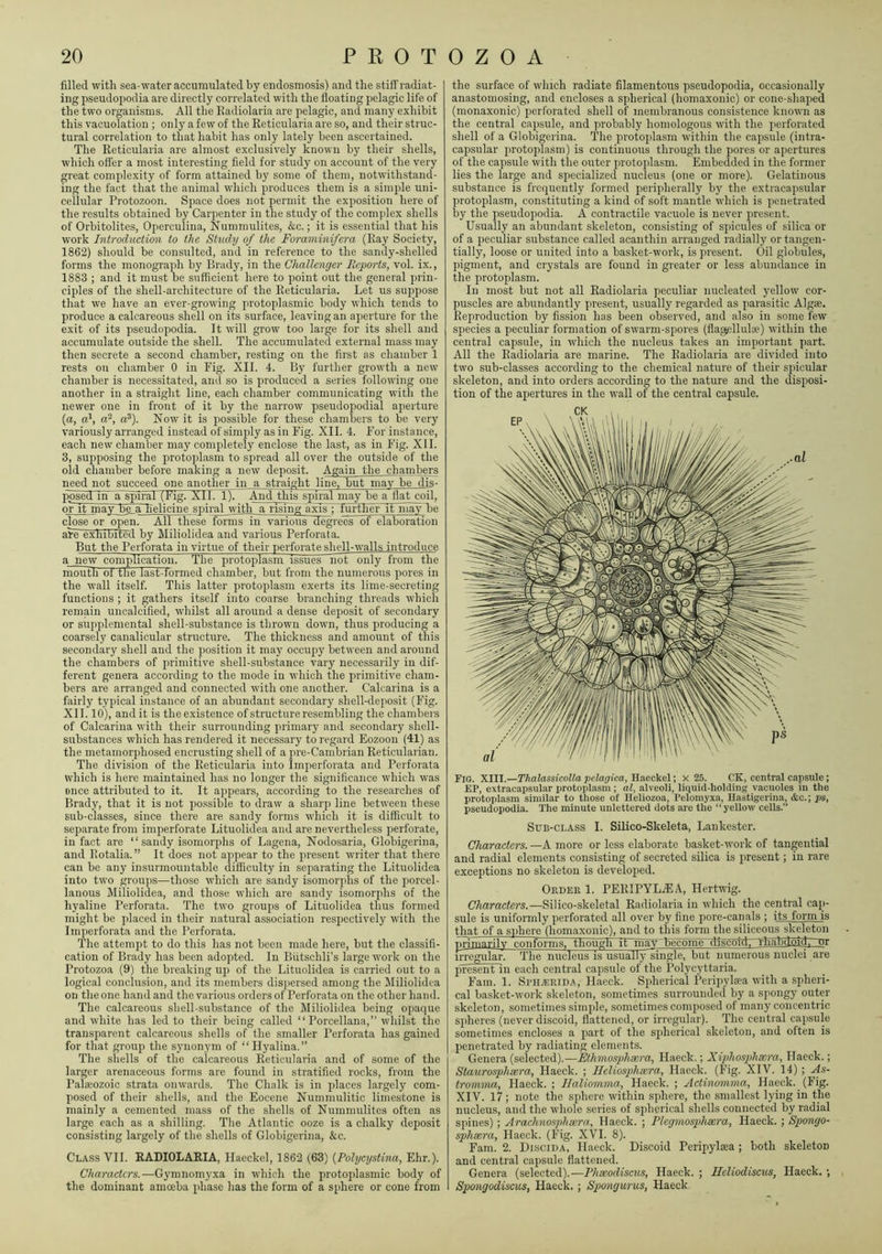 filled with sea-water accumulated by endosmosis) and the stiff radiat- ing pseudopodia are directly correlated with the floating pelagic life of the two organisms. All the Radiolaria are pelagic, and many exhibit this vacuolation ; only a few of the Reticularia are so, and their struc- tural correlation to that habit has only lately been ascertained. The Reticularia are almost exclusively known by their shells, which offer a most interesting field for study on account of the very great complexity of form attained by some of them, notwithstand- ing the fact that the animal which j)roduces them is a simple uni- cellular Protozoon. Space does not permit the exposition here of the results obtained by Carpenter in the study of the comidex shells of Orbitolites, Operculiua, Nummulites, &c.; it is essential that his work Introduction to the Study of the Foraniinifera (Ray Society, 1862) should be consulted, and in reference to the sandy-shelled forms the monograph by Brady, in the Challenger Reports, vol. ix., 1883 ; and it must be sufficient here to point out the general prin- ciples of the shell-architecture of the Reticularia. Let us suppose that we have an ever-growing protoplasmic body which tends to produce a calcareous shell on its surface, leaving an aperture for the exit of its pseudopodia. It will grow too large for its shell and accumulate outside the shell. The accumulated external mass may then secrete a second cliamber, resting on the first as chamber 1 rests oil chamber 0 in Fig. XII. 4. By further growth a new' chamber is necessitated, and so is produced a series following one another in a straight line, each chamber communicating with the newer one in front of it by the narrow pseudopodial aperture (a, a'^, a?). Now it is possible for these chambers to be very variously arranged instead of simply as in Fig. XII. 4. For instance, each new chamber may completely enclose the last, as in Fig. XII. 3, supposing the protoplasm to spread all over the outside of the old chamber before making a new deposit. Again the chambers need not succeed one another in a straight line, but may be dis- posed. in a spiral (Fig. XU. 1). And this spiral may be a flat coil, or It may be_a Reliciiie spiral with a risfnglixis : further it maY~be close or open. All these fbrnis in various degrees of elaboration are exhibitM by Miliolidea and various Perforata. But the Perforata in virtue of their perforate shell-walls introduce a new complicatiom The protoplasm issues not only from the mouth of the last-formed chamber, but from the numerous pores in the wall itself. This latter protoplasm exerts its lime-secreting functions ; it gathers itself into coarse branching threads which remain uncalcified, whilst all around a dense deposit of secondary or supplemental shell-substance is thrown down, thus producing a coarsely canalicular structure. The thickness and amount of this secondary shell and the position it may occupy between and around the chambers of primitive shell-substance vary necessarily in dif- ferent genera according to the mode in which the primitive cham- bers are arranged and connected with one another. Calcarina is a fairly typical instance of an abundant secondary shell-deposit (Fig. XII. 10), and it is the existence of structure resembling the chambers of Calcarina with their surrounding primary and secondary shell- substances which has rendered it necessary to regard Eozoon (41) as the metamorphosed encrusting shell of a pre-Cambrian Reticularian. The division of the Reticularia into Irnperforata and Perforata which is here maintained has no longer the significance which was once attributed to it. It appears, according to the researches of Brady, that it is not possible to draw a sharp line between these Bub-classes, since there are sandy forms which it is difficult to separate from imperforate Lituolidea and are nevertheless perforate, in fact are “ sandy isomorplis of Lagena, Nodosaria, Globigerina, and Rotalia.” It does not appear to the present writer that there can be any insurmountable difficulty in separating the Lituolidea into two groups—those which are sandy isomorphs of the porcel- lanous Miliolidea, and those which are sandy isomorphs of the hyaline Perforata. The two groups of Lituolidea thus formed might be placed in their natural association respectively with the Irnperforata and the Perforata. The attempt to do this has not been made here, but the classifi- cation of Brady has been adopted. In Biitschli’s large work on the Protozoa (9) the breaking up of the Lituolidea is carried out to a logical conclusion, and its members disjiersed among the Miliolidea on the one hand and the various orders of Perforata on the other hand. The calcareous shell-substance of the Miliolidea being opaque and white has led to their being called “ Porcellana,” whilst the transparent calcareous shells of the smaller Perforata has gained for that group the synonym of “Hyalina.” The shells of the calcareous Reticularia and of some of the larger arenaceous forms are found in stratified rocks, from the PaliEozoic strata onwards. The Chalk is in j)laces largely com- posed of their shells, and the Eocene Nummulitic limestone is mainly a cemented mass of the shells of Nummulites often as large each as a shilling. The Atlantic ooze is a chalky deposit consisting largely of the shells of Globigerina, &c. Class VII. RADIOLARIA, Haeckel, 1862 ^63) {Pohjcrjstina, Ehr.). Characters.—Gymnomyxa in which the protoplasmic body of the dominant amceba phase has the form of a sphere or cone from the surface of which radiate filamentous pseudopodia, occasionally anastomosing, and encloses a spherical (homaxonic) or cone-shapied (monaxonic) perforated shell of membranous consistence known as the central capsule, and probably homologous with the perforated shell of a Globigerina. The protoplasm within the capsule (intra- capsular protojilasm) is continuous through the pores or apertures of the capsule with the outer protoplasm. Embedded in the former lies the large and specialized nucleus (one or more). Gelatinous substance is frequently formed peripherally by the extracapsular protoplasm, constituting a kind of soft mantle which is penetrated by the pseudopodia. A contractile vacuole is never present. Usually an abundant skeleton, consisting of spicules of silica or of a peculiar substance called acanthin arranged radially or tangen- tially, loose or united into a basket-work, is present. Oil globules, pigment, and crystals are found in greater or less abundance in the protoplasm. In most but not all Radiolaria peculiar nucleated yellow cor- puscles are abundantly present, usually regarded as parasitic Algae. Reproduction by fission has been observed, and also in some few species a peculiar formation of swai'm-spores (flagellulae) within the central capsule, in which the nucleus takes an important part. All the Radiolaria are marine. The Radiolaria are divided into two sub-classes according to the chemical nature of their spicular skeleton, and into orders according to the nature and the disposi- tion of the apertures in the wall of the central capsule. Fig. XIII.—ThalassicoUa pelagica, Haeckel; x 25. CK, central capsule; EP, extracapsular protoplasm; al, alveoli, liquid-holding vacuoles in the protoplasm similar to those of Heliozoa, Pelomyxa, Hastigerina, &c.; ps, pseudopodia. The minute unlettered dots are the “ yellow cells.” Sub-class I. Silico-Skeleta, Lankestcr. Characters. —A more or less elaborate basket-tvork of tangential and radial elements consisting of secreted silica is present; in rare exceptions no skeleton is developed. Order 1. PERIPYLjEA, Hertwig. Characters.—Silico-skeletal Radiolaria in which the central cap- sule is uniformly perforated all over by fine pore-canals ; its form is that of a sphere (homaxonic), and to this form the siliceous skeleton pnniarilv confornis, though it may becofne discoid, fliabdaid, or irrep^lar. The nucleus is usuallj^single, but numerous nuclei are present in each central capsule of the Polycyttaria. Fain. 1. Sph^eida, Haeck. Spherical Peripyltea with a spheri- cal basket-work skeleton, sometimes surrounded by a spongy outer skeleton, sometimes simple, sometimes composed of many concentric spheres (never discoid, flattened, or irregular). The central capsule sometimes encloses a part of the spherical skeleton, and often is penetrated by radiating elements. Genera (selected).—Ethmosphoera, Haeck.; Xiphos2)hxra, Haeck.; Staurosphxra, Haeck. ; llcliosphscra, Haeck. (Fig. XIV. 14) ; As- trormna, Haeck. ; llaliomma, Haeck. ; Actinomma, Haeck. (Fig. XIV. 17; note the sphere within sphere, the smallest lying in the nucleus, and the whole series of spherical shells connected by radial spines); Arachnosphxra, Haeck. ; Plcgmospheera, Haeck. ; Spongo- sphsera, Haeck. (Fig. XVI. 8). Fam. 2. Discida, Haeck. Discoid Peripylaea; both skeleton and central capsule flattened. Genera (selected).—Pheeodiscus, Haeck. ; Ilcliodiscus, Haeck. •, Spongodiscus, Haeck. ; Spongurus, Haeck