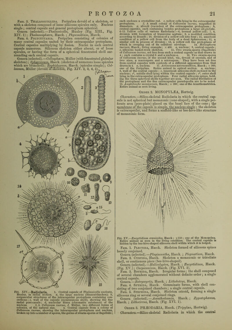 Fain. 3. Tiialassicollida. Peripylnea devoid of a skeleton, or with a skeleton composed of loose siliceous spicules only. Nucleus single ; central capsule and general protoplasm spherical. Genera (selected).—Thalassicolla, Huxley (Fig. XIII., Fig. XIV. 1) ; Thalassosplixra, Haeck. ; Physcmatium, Haeck. Fam. 4. Polycyttaria. Peripyliea consisting of colonies of many central capsules united by their extracapsular protoplasm. Central capsules multiplying by fission. Nuclei in each central capsule numerous. Siliceous skeleton either absent, or of loose spicules, or having the form of a spherical fenestrated shell sur- rounding each central capsule. Genera (selected).—Collosphxra, Muller (with fenestrated globular skeleton); Svliserozoum, Haeck. (skeleton of numerous loose spicules which are branched); Raphidozoum, Haeck. (sjjicules simple); Col- lozoum, Muller (devoid oi skeleton, Fig. XIV. 2, 3, 4, FlO. XIV.—Kadiolaria. l. Central capsule of Thalassicolla nucleata, Huxley, in radial section, a, tlie large nucleus (Binneiiblasclien); b, corpuscular structures of the intracapsular protoplasm containing con- cretions ; c, wall of the capsule (membranous shell), showing the fine radial pore-canals; d, nucleolar fibres (chromatin substance) of the nucleus. 2, 3. Collozoum inerme, J. Muller, two different forms of colonies, of the natural size. 4. Central capsule from a colony of Collozoum inerme, showing the intracapsular protoplasm and nucleus, broken up into a number of spores, the germs of swarm-spores or flagellulio; each encloses a crystalline rod. c, yellow cells lying' in the extracapsular protoiilasrn. 5. A small colony of Collozoum inerme, magnified 25 diameters, a, alveoli (vacuoles) of the extracapsular protoplasm; b, central capsules, each containing besides protoplasm a large oil-globule. 6-13. Yellow cells of various Eadiolaria6, normal yellow cell; 7, 8. division witli formation of transverse septum; 9, a modified condition according to Brandt; 10, division of a yellow cell into four ; 11, amoeboid condition of a yellow cell from the body of a dead Sphairozoon; 12, a similar cell in process of division ; 13, a yellow cell the protoplasm of which is creeping out of its cellulose envelope. 14. Ileliosphxra inermis, Haeck., living example; x 400. a, nucleus ; b, central capsule ; c, siliceous basket-work skeleton. 15. Two swarm-spores (flagellula;) of Collozoum inerme, set free from such a central capsule as that drawn in 4 ; each contains a crystal b and a nucleus a. 16. Two swarm-spores of Collozoum inerme, of tlie second kind, viz., devoid of crystals, and of two sizes, a macrospore and a microspore. They have been set free from central capsules with contents of a different appearance from tliat drawn in 4. a, nucleus. 17. Actinomma asteracanthion, Haeck ; x 260; one of tlie Beripyliea. Entire animal in optical section, a, nucleus; b, wall of the central capsule ; c, innermost siliceous shell enclosed in the nucleus; c', middle shell lying within tlie central capsule ; c‘‘, outer shell lying in the extracapsular protoplasm. Four radial siliceous spines, hold- ing the three spherical shells together are seen. The radial fibrillation of the protoplasm and the fine extracapsular pseudopodia are to be noted 18. Amphilonche messanensis, Haeck; x 200; one of the Acanthometridea. Entire animal as seen living. Order 2. MONOPYL^EA, Hertwig. Characters.—Silico-skeletal Eadiolaria in which the central cap- sule is not spherical but monaxonic (cone-shaped), with a single per- forate area (pore-plate) placed on the basal face of the cone ; the membrane of the capsule is simple, the nucleus single ; the skeleton is extracapsular, and forms a scaffold-like or bee-hive-like structure of monaxonic form. Fig. XV.—Eucyrtidium cranioides, Haeck ; x 150 ; one of the Monopyhca. Entire animal as seen in the living condition. The central capsule is hidden by the bee-hive-shaped siliceous shell within which it is lodged. Fam. 1. Plectida, Haeck. Skeleton formed of siliceous spines loosely conjoined. Genera (selected).—Plagiacantha, Haeck. ; Plegmatium, Haeck. Fam. 2. Cyrtida, Haeck. Skeleton a monaxonic or triradiate shell, or continuous piece (bee-hive-shaped). Genera [se\oc,toA).—Halicahj2)tra, Haeck. ; Eucyrtidium, Haeck. (Fig. XV.); Carpocaniurn, Haeck. (Fig. XVI. 3). Fam. 3. Botrida, Haeck. Irregular forms; the shell composed of several chambers agglomerated without definite order ; a single central capsule. Genera.—Botryocyrtis, Haeck. ; Lilhohotrys, Haeck. Fam. 4. Spyiuda, Haeck. Gemminate forms, with shell con- sisting of two conjoined chambers ; a single central capsule. Fam. 5. Stepiiida, Haeck. Skeleton cricoid, forming a single siliceous ring or several conjoined rings. Genera (selected).—Acanthodesmia, Haeck.; Zygosteplianus, Haeck. ; Lithocircus, Haeck. (Fig. XVI. 1). Order 3. PHiEODARIA, Haeck. {Tripylxa, Hertwig). Characters.—Silico-skeletal Eadiolaria in which the central