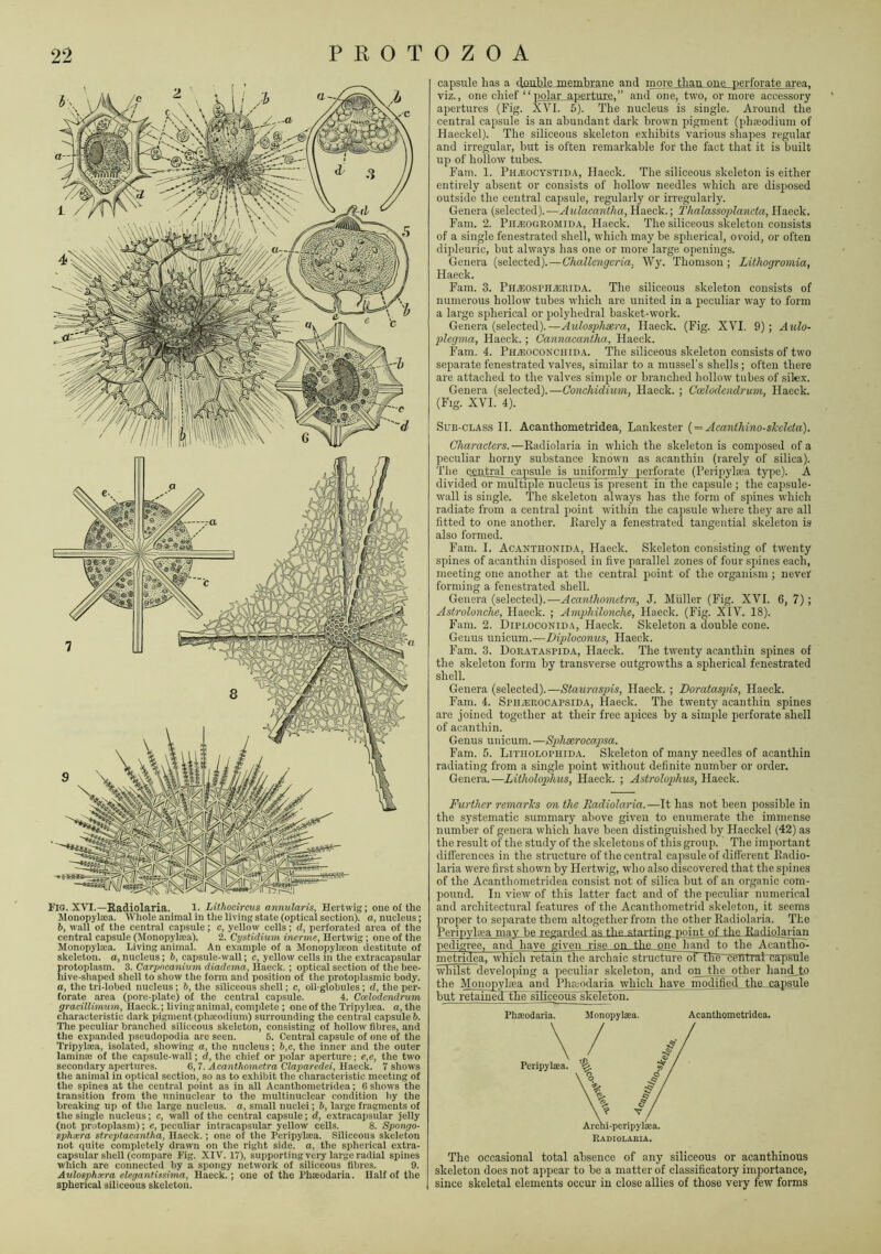 capsule has a double membrane and more than one pei-forate area, viz., one cbief “polar aperture,” and one, two, or more accessory apertures (Fig. XVI. 5). The nucleus is single. Around the central capsule is an abundant dark brown pigment (pbseodium of Haeckel). The siliceous skeleton exliibits various shapes regular and irregular, but is often remarkable for the fact that it is built up of hollow tubes. Fam. 1. PHiEOCYSTiD.\, Haeck. The siliceous skeleton is either entirely absent or consists of hollow needles wliich are disposed outside the central capsule, regularly or irregularly. Genera (selected).—Aulacantha, Haeck.; Thalassoplancta, Haeck. Fam. 2. Pii.eogkomida, Haeck. The siliceous skeleton consists of a single fenestrated shell, which may be spherical, ovoid, or often dipleuric, but always has one or more large openings. Genera (selected).—C'Aaftoig'en'a, Wy. Thomson; Lithogromia, Haeck. Fam. 3. PuiEOSPHiERiDA. The siliceous skeleton consists of numerous hollow tubes which are united in a peculiar way to form a large spherical or polyhedral basket-work. Genera (selected).—Aulosphsera, Haeck. (Fig. XVI. 9); Aulo- plegma, Haeck.; Cannacantha, Haeck. Fam. 4. PniEOCONCniDA. The siliceous skeleton consists of two separate fenestrated valves, similar to a mussel’s shells ; often there are attached to the valves simple or branched hollow tubes of silex. Genera (selected).—Conchidium, Haeck. ; Cxlodcndruvi, Haeck. (Fig. XVI. 4). Sub-class II. Acanthometridea, Lankester { = Acanthino-shelcta). Characters.—Radiolaria in which the skeleton is composed of a peculiar horny substance known as acanthin (rarely of silica). The central capsule is uniformly perforate (Peripyliea type). A dividedoFmultiple nucleus is present in the capsule ; the capsule- wall is single. The skeleton always has the form of spines which radiate from a central point within the capsule where they are all fitted to one another. Rarely a fenestrated tangential skeleton is also formed. Fam. I. Acanthonida, Haeck. Skeleton consisting of twenty spines of acanthin disposed in five parallel zones of four spines each, meeting one another at the central point of the organism ; never forming a fenestrated shell. Genera (selected).—Acanthometra, J. Muller (Fig. XVI. 6, 7) ; Astrolonche, Haeck. ; Amphilonche, Haeck. (Fig. XIV. 18). Fam. 2. Diploconida, Haeck. Skeleton a double cone. Genus unicum.—Diploconus, Haeck. Fam. 3. Dorataspida, Haeck. The twenty acanthin spines of the skeleton form by transverse outgrowths a spherical fenestrated shell. Genera (selected).—Stauraspis, Haeck. ; Dorataspis, Haeck. Fam. 4. SPHiEROCAPSiDA, Haeck. The twenty acanthin spines are joined together at their free apices by a simple perforate shell of acanthin. Genus unicum. —SpJiaerocapsa. Fam. 5. Litiiolophida. Skeleton of many needles of acanthin radiating from a single point without definite number or order. Genera.—Litholophus, Haeck. ; Astrolophus, Haeck. Further remarks on the Radiolaria.—It has not been possible in the systematic summary above given to enumerate the immense number of genera which have been distinguished by Haeckel (42) as the result of the study of the skeletons of this group. The important differences in the structure of the central capsule of different Radio- laria were first shown by Hertwig, who also discovered that the spines of the Acanthometridea consist not of silica but of an organic com- pound. In view of this latter fact and of the peculiar numerical and architectural features of the Acanthometrid skeleton, it seems proper to separate them altogether from the other Radiolaria. The Pcripydica may be regarded as the starting point of the Ra pedigree, and have given rise on the one hand to the inetiidea. which retain the archaic structuri~or~nTo central cap.sule whilst developing a jieculiar skeleton, and on the other handjLO the Monopylaa and Phaj^aria which have modified (th^capsule but retainedThe siliceous skeleton. Monopylaea. Archi-peripylffia. Radiolakia. The occasional total absence of any siliceous or acanthinous skeleton does not appear to be a matter of classificatory importance, since skeletal elements occur in close allies of those very few forms J'la. XVI.—Radiolaria. l. Lithocircus annularis, Hertwig; one of the Monopylsea. Whole animal in the living state (optical section), a, nucleus; b, wall of the central capsule; c, yellow cells; d, perforated area of the central capsule (llonopylma). 2. Cystidium inerme, Hertwig ; one of the Monopyla:a. Living animal. An example of a Monopylaion destitute of skeleton, a, nucleus ; 6, capsule-wall; c, yellow cells in the extracapsular protoplasm. 3. Carpncanium diadema, Haeck. ; optical section of the bee- hive-shaped shell to show the form and position of the protoplasmic body. a, the tri-lobed nucleus ; b, the siliceous shell; c, oil-globules ; d, the per- forate area (pore-plate) of the central capsule. 4. Coelodendrum gracillimum, Haeck.; living animal, complete ; one of the Tripylsca. a, the characteristic dark pigment (pha:odium) surrounding the central capsule 6. The peculiar branched siliceous skeleton, consisting of hollow fibres, and the expanded pseudopodia are seen. 5. Central capsule of one of the Trlpylaia, isolated, showing a, tlie nucleus; b,c, the inner and the outer lamina; of the capsule-wall; d, the chief or polar aperture; e,e, the two secondary apertures. 0, 7. Acanthometra Claparedei, Haeck. 7 shows the animal in optical section, so as to exhibit the characteristic meeting of the spines at the central point as in all Acanthometridea; 6 shows the transition from the uninuclear to the multinuclear condition by the breaking up of the large nucleus, a, small nuclei; b, large fragments of the single nucleus; c, wall of the central capsule; d, extracapsular jelly (not protoplasm); e, peculiar intracapsular yellow cells. 8. Spongo- sphsera streptacantha, Haeck. ; one of the Peripylaca. Siliceous skeleton not quite completely drawn on the right side, a, the spherical extra- capsular shell (compare Fig. XIV. 17), supportingvery large radial spines which are connected by a spongy network of siliceous fibres. 9. Avlosphiera elegantissima, Haeck.; one of the Pha:odaria. Half of the spherical siliceous skeleton.