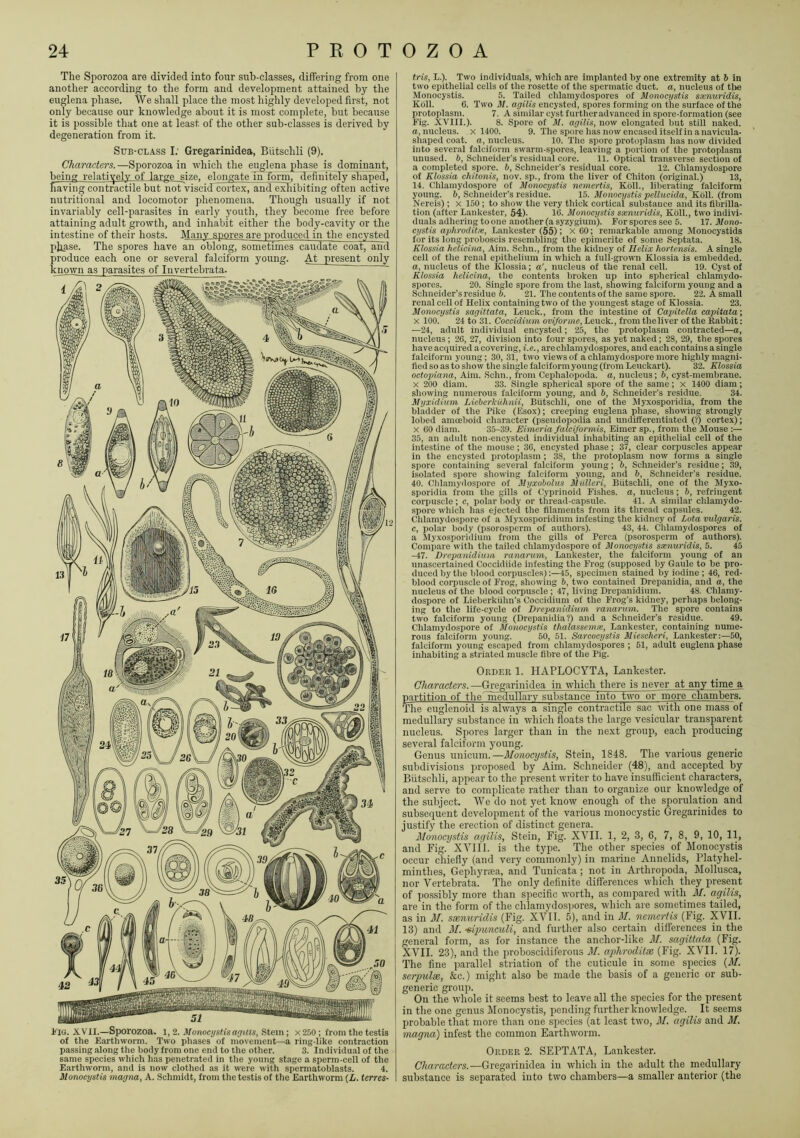 The Sporozoa are divided into four sub-classes, differing from one another according to the form and development attained by the euglena phase. We shall place the most highly developed first, not only because our knowledge about it is most complete, but because it is possible that one at least of the other sub-classes is derived by degeneration from it. Sub-class I; Gregarinidea, Biitschli (9). Characters. —Sporozoa in which the euglena phase is dominant, being relatively of large size, elongate m form, definitely shaped, having contractile but not viscicTcortex, and exhibiting often active nutritional and locomotor phenomena. Though usually if not invariably cell-parasites in early youth, they become free before attaining adult growth, and inhabit either the body-cavity or the intestine of their hosts. Many spores are produced in the encysted pjiase. The spores have an oblong, sometimes caudate coat, and produce each one or several falciform young. At present only known as parasites of Invertebrata. Pio. XVII.—Sporozoa. l, 2. jVonoci/shsajiHs, Stein; x 250; from the testis I of the Earthworm. Two phases of movement—a ring-like contraction passing along the body from one end to the other. 3. Individual of the same species which has penetrated in the young stage a sperm-cell of the Earthworm, and is now clothed as it were with sperniatoblasts. 4. Monocystis magna, A. Schmidt, from the testis of the Earthworm {L. terres- trig, L.). Two individn.als, which are implanted by one extremity at h in two epithelial cells of the rosette of the spermatic duct, a, nucleus of tire Monocystis. 5. Tailed chlamydospores of Monocystis sxnuridis, Kdll. 6. Two M. agilis encysted, spores forming on the surface of the protoplasm. 7. A similar cyst furtheradvanced in spore-formation (see Eig. XVIII.). 8. Spore of M. agilis, now elongated but still naked. a, nucleus, x 1400. 9. The spore has now encased itself in a navicula- shaped coat, a, nucleus. 10. The spore protoplasm lias now divided into several falciform swarm-spores, leaving a portion of the protoplasm unused. i>, Schneider's residual core. 11. Optical transverse section of a completed spore, b, Schneider's residual core. 12. Chlamydospore of Elossia chitonis, nov. sp., from the liver of Chiton (original.) 13, 14. Chlamydospore of Monocystis nemertis, Kbll., liberating falciform young, b, Schneider’s residue. 15. Monocystis pellucida, Kbll. (from Nereis) ; x 150; to show the very thick cortical substauce and its fibrilla- tion (after Lankester, 54). 16. Monocystis sxnuridis, Kbll., two indivi- duals adhering to one another (a syzygium). For spores see 5. 17. Mono- cystis aphrodite, Lankester (55) ; x 60; remarkable among klonocystids for its long proboscis resembling the epimerite of some Septata. 18. Elossia helicina. Aim. Schn., from the kidney of Helix hortensis. A single cell of the renal epithelium in which a full-grown Klossia is embedded. a, nucleus of the Klossia; a', nucleus of the renal cell. 19. Cyst of Elossia helicina, tlie contents broken up into splierical chlamydo- spores. 20. Single spore from the last, showing falciform young and a Schneider’s residue i). 21. The contents of the same spore. 22. A small reual cell of Helix containing two of the youngest stage of Klossia. 23. Monocystis sagittata, Leuck., from the intestine of Capitella capitata; X 100. 24 to 31. Coccidiam oviforme, Leuck., from theliver of the Rabbit: —24, adult individual encysted; 25, the protoplasm contracted—a, nucleus ; 26, 27, division into four spores, as yet naked; 28, 29, the spores have acquired a covering, i.e., arechlamydospores, and each contains a single falciform young; 30, 31, two views of a chlamydospore more highly magni- fied so as to sliow tlie single falciform young (from Leuckart). 32. Elossia octopiana. Aim. .Schn., from Cephalopoda, a, nucleus; b, cyst-membrane. X 200 diam. 33. Single spherical spore of the same; x 1400 diam; showing numerous falciform young, and b, Schneider’s residue. 34. Myxidium Lieberkiihnii, Biitschli, one of the A] yxosporidia, from the bladder of the Pike (Esox); creeping euglena phase, showing strongly lobed amoeboid character (pseudopodia and undifferentiated (?) cortex); X 60 diam. 35-39. Eimeria falciformis, Eimer sp., from the Mouse :— 35, an adult non-encysted individual inhabiting an epithelial cell of the intestine of the mouse; 36, encysted phase; 37, clear corpuscles appear in the encysted protoplasm ; 38, the protoplasm now forms a single spore containing several falciform young; b, Schneider’s residue; 39, isolated spore showing falciform young, and b, Schneider’s residue. 40. Chlamydospore of Myxobolus Miilleri, Biitschli, one of the Myxo- sporidia from the gills of Cyprinoid Fishes, a, nucleus; b, refringent corpuscle; c, polar body or thread-capsule. 41. A similar chlamydo- spore which has ejected the filaments from its thread capsules. 42. Chlamydospore of a Myxosporidium infesting the kidney of Lota vulgaris, c, polar body (psorosperm of authors). 43, 44. Chlamydospores of a Myxosporidium from the gills of Perea (psorosperm of authors). Compare with the tailed chlamydospore of Monocystis sxnuridis, 5. 45 -47. Brepanidium ranarum, Lankester, the falciform young of an unascertained Coccidiide infesting the Frog (supposed by Gaule to be pro- duced by the blood corpuscles)45, specimen stained by iodine ; 46, red- blood corpuscle of Frog, showing b, two contained Drepanidia, and a, the nucleus of the blood corpuscle ; 47, living Brepanidium. 48. Chlamy- dospore of Lieberkiihn's Coccidium of the Frog’s kidney, perhaps belong- ing to the life-cycle of Brepanidium ranarum. The spore contains two falciform young (Drepanidia?) and a Schneider’s residue. 49. Chlamydospore of Monocystis thalasscmx, Lankester, containing nume- rous falciform young. 50, 51. Sarcocystis Miescheri, Lankester:—50, falciform young escaped from chlamydospores ; 51, adult euglena phase inhabiting a striated muscle fibre of the Pig. Order 1. HAPLOCYTA, Lankester. Characters. —Gregarinidea in which there is never at an'v time a partition of the In^iIIai^ substance into t-wo or more chamberaT The euglenoid is always a single contractile sac with one mass of medullary substance in which floats the large vesicular transparent nucleus. Spores larger than in the next group, each producing several falciform young. Genus unicum.—Monocystis, Stein, 1848. The various generic subdivisions proposed by Aim. Schneider (48), and accepted by Biitschli, appear to the present writer to have insufficient characters, and serve to complicate rather than to organize our knowledge of the subject. We do not yet know enough of the sporulation and subsequent development of the various monocystic Gregarinides to justify the erection of distinct genera. Monocystis aqilis, Stein, Fig. XYII. 1, 2, 3, 6, 7, 8, 9, 10, 11, and Fig. XVIIl. is the type. The other species of Monocystis occur chiefly (and very commonly) in marine Annelids, Platyhel- minthes, Gephyraea, and Tunicata ; not in Arthropoda, Mollusca, nor Vertebrata. The only definite dilTerences which they present of ])ossibly more than specific worth, as compared with M. agilis, are in the form of the chlamydos])ores, which are sometimes tailed, as in 31. ssenuridis (Fig. XVII. 5), and in M. nemertis (Fig. XVII. 13) and 31. sipunculi, and further also certain differences in the general form, as for instance the anchor-like 31. sagittata (Fig. XVII. 23), and the proboscidiferous 31. aphroditse (Fig. XVII. 17). The fine parallel striation of the cuticule in some sjrecies {31. serpulse, &c.) might also be made the basis of a generic or sub- generic group. On the whole it seems best to leave all the species for the present in the one genus Monocystis, pending further knowledge. It seems probable that more than one species (at least two, 31. agilis and 31. magna) infest the common Earthworm. Order 2. SEPTATA, Lankester. Characters.—Gregarinidea in which in the adult the medullary substance is separated into two chambers—a smaller anterior (the