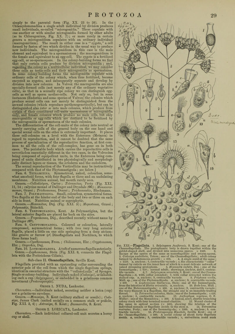 j i ^ \ ~o simply to the parental form (Fig. XX, 23 to 26). In the Chlamydomonadina a single adult individual by division produces small individuals, so-called “microgonidia.” These copulate with one another or with similar microgonidia formed by other adults (as in Chlorogonium, Fig. XX. 7); or more rarely in certain genera a microgonidium copulates with an ordinary individual (raacrogonidium). The result in either case is a “zygote,” a cell formed by fusion of two which divides in the usual way to produce new individuals. The microgonidium in this case is the male element and equivalent to a spermatozoon ; the macrogonidium is the female and equivalent to an egg-cell. The zygote is a fertilized egg-cell, or oo-sperniospore. In the colony-building forms we find that only certain cells produce by division microgbindi^ and, regarding The colouv^s a muMc^uliu-dndividual7welnay consider these cefls as testis-cells and their' microgonidia as spermatozoa. In some colony-building forms the microgonidia copulate'with ordinary cells of the colony which, when thus fertilized, become encysted as zygotes, and subsequently separate and develop by division into new colonies. In Volvox the macrogonidia are also specially-formed cells (not merely any of the ordinary vegetative cells), so that in a sexually ripe colony we can distinguish egg- cells as well as sperm mother-cells. Not only so, but in some instances (Eudorina and some species of Volvox) the colonies which produce sexual cells can not merely be distinguished from the asexual colonies (which reproduce parthenogenetically), but can be distinguished ajso inter se into male colonies, which produce from ccFfain of their cohsTTEuent cell-uiiits~spei'iiiatozoaronnicrogonidia only, and female colonies which produce no male cells, hut only macrogonidia or egg-ceils which are destinedT toHie fertilized by the microgonidia or spermatozoa of the male colonies. The ditlerentiation of the cell-units of the colony into neutral or merely carrying cells of the general body on the one hand and special sexual cells on the other is extremely important. It places these cell-colonies on a level with the Enterozoa (Metazoa) in regard to reproduction, and it cannot be doubted that the same process of specialization of the reproductive function, at first com- mon to all the cells of the cell-complex, has gone on in both cases. The perishable body which carries the reproductive cells is neverthcdess essentially ditfereut in the two cases, in the Volvocina being composed of equipollent units, in the Enterozoa being com- posed of units distributed in two physiologically and morphologi- cally distinct layers or tissues, the ectoderm and the endoderm. The sexual rejiroduction of the Vorticellidts may be instructively compared with that of the Phytomastigoda ; see below.] Fam. 6. Tetramitina. Symmetrical, naked, colourless, some- what amoeboid forms, with four flagella or tliree and an undulating membrane. Nutrition animal, but mouth rarely seen. Genera.—Collodietyon, Carter; Tclramilus, Perty (Fig. XXI. 11, 14 ; calycine monad of Dallinger and Drysdale (66)); Monocerco- mona^, Grass! ; Trichomonas, Donne ; Trichomastix, Blochmann. Fam. 7. Poi.Y.MASTiGiNA. Small, coloui’less, symmetrical forms. Two flagella at the hinder end of the body and two or three on each side in front. Nutrition animal or saprophytic. Genera.—Hexamilus, Duj. (Fig. XXL 5); Megastoma, Grass!; Polymastix, Biitschli. Fam. 8. Trepomonadina, Kent. As Polymastigina, but the lateral anterior flagella are jilaced far back on the sides. Genera.—Trepomonas, Duj., described recently without name by Dallinger (67). Fam. 9. Cryptomonadina. Coloured or colourless, laterally compressed, asymmetrical forms; with two very long anterior flagella, placed a little on one side springing from a deep atrium- like groove or furrow {cf. Dinofiagellata and Noctiluca, to which these forms lead). Genera.—Cyathomonas, From. ; Chilomonas, Ehr.; Cryptomonas, Ehr. ; Oxyrrhis, Duj. Fam. 10. Lopiiomonadina. Atuftofnumerousflagellaanteriorly. Genus.—Lophomonas, Stein (Fig. XXL 9, connects the Flagel- lata with the Peritrichous Ciliata). Sub-class II. Choanoflagellata, Saville Kent. Flagellata provided with an upstanding collar surrounding the anterior pole of the cell from which the single flagellum springs, identical in essential structure with the “ collared cells ” of Sponges. Single or colony-building. Individuals naked (Codosiga), or inhabit- ing each a cup (Salpingaca), or ernbeddeil in a gelatinous common investment {Protcrospongia). ^ “ Order 1. NUDA, Lankester. Individuals naked, secreting neither a lorica (cup) nor a gelatinous envelope. Genera.—Monosiga, _S. Kent (solitary stalked or sessile) ; Codo- siga, Janies Clark (united socially on a common stalk or pedicle, Fig. XXL 3, 4); Astrosiga, S. Kent; Desmarella, S. Kent. Order 2. LORICATA, Lankester. Characters.—Each individual collared-cell unit secretes a horny cup or shell. FlO. XXI.—Flagellata. l. Salpingoeea fiisiformis, S. Kent; one of the Choanotlagellata. The protoplasmic body is drawn together within the goblet-shaped shell, and divided into numerous spores, x 1500. 2. Escape of the spores of the same as monoflagellate and swarm-spores. 3. Cudosiga umbellata, Tatem ; one of the Choanoflagellata ; adult colony formed by dichotomous growth ; x 625. 4. A single zooid of the same ; X 1250. a, nucleus; h, contractile vacuole ; c, the characteristic “collar” formed by cuticle on the inner face of which is a most delicate network of naked streaming protoplasm. 5. llexamita inflata, Duj. ; one of the Isoinastigoda ; x 650 ; normal adult; showingo, nucleus, and 5, contrac- tile vacuole. 6,7. Salpingoeea urceolata, S. Kent; one of the Choano- flagell.ata;—6, with collar extended; 7, with collar retr.acted within tlie stalked cup. a, nucleus; i, contractile vacuole. 8. Polytoma ucella, Mlill. sp.; one of the Phytomastigoda. a, nucleus ; 6, contractile vacuole. X 800. 9. Lophomonas Uattaruni, Stein; one of the Isoinastigoda, from the intestine of Blatta orientalis. a, nucleus. 10. Bodo lens, Jtiill. ; one of the Ileteromastigoda; x 800. a, nucleus; 6, contractile v.acuole; the wavy filament is a flagellum, the straight one is an immobile trailing thread. 11. Tetramihissnlcatus, Stein-, one of the Isomastigoda; x430. a, nucleus; b, contractile vacuole. 12. Anthophysa vegetans, 0. F. Miiller; oiieof the Monadidca; x 300. A typical, erect, shortly-branching colony stock with tour terminal monad-clusters. 13. Monad cluster of the same in optical section (x 800), showing the relation of the individual monads or flagellate zooids to the stem a. 14. Tetramitus roslratus, Perty; one of the Isomastigoda; x 1000. a, nucleus; b, con- tractile vacuole. 15. Protcrospongia Ilaeckcli, Saville Kent; one of the Choanoflagellata; x 800. A social colony of about forty flagellate zooids. a, nucleus; b, contractile vacuole; c, amboeiform zooid simk