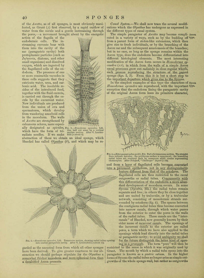 of tlie Ascetta, as of all sponges, is most obviously mani- fested, as Grant (j) first observed, by a rapid outflow of water from the oscule and a gentle instreaming through the pores,—a movement brought about by the energetic action of the flagella of the V\\V\nii / endodermic cells. The in- vw\l l lllf streaming currents bear with them into the cavity of the |i sac (paragastric cavity) both protoplasmic particles (such as ^ l^^|| Infusoria, diatoms, and other small organisms) and dissolved ' oxygen, which are ingested by • the flagellated cells of the en- doderm. The presence of one ^ or more contractile vacuoles in these cells suggests that they extricate water, urea, and car- ' bonic acid. The insoluble re- sidue of the introduced food, together with the fluid excreta, ' is carried out through the os- ^ lA' cule by the excurrent water. / New individuals are produced from the union of ova and spermatozoa, Avhich develop from wandering amoeboid cells . / in the mesoderm. The walls i\ // of Ascetta are strengthened by calcareous scleres, more especi- ally designated as spicules, Fio. '^.—Uomodenna symndm, Lfd. linvp tliP fnriTi nf tri- O''® ^ vertical wnicn nave tne lorm 01 tri- section. After V. Lenden- radiate needles. If we make feid (xabont 6). abstraction of these we obtain an ideal sponge, which Haeckel has called OhjrAlim (d), and whicli may be re- Canal System.—We shall now trace the several modifi- cations which the Olynihus has undergone as expressed in the different types of canal system. The simple paragaster of Ascetta may become compli- Ascon cated in a variety of ways, such as by the budding off type- from a parent form of stolon-like extensions, which then give rise to fresh individuals, or by the branching of the Ascon sac and the subsequent anastomosis of the branches; but in no case, so long as the sponge remains within the Ascon tyiie, does the endoderm become differentiated into different histological elements. The most interesting modification of the Ascon form occurs in Homoderma sv- candra (z^), in which from the walls of a simple Ascon ceecal processes grow out radiately in close regular whorls, each process reproducing the structure of the parent sponge (figs. 2, 3). From this it is but a short step to the important departure which gives rise to the Svcons. In the simplest examples of this type the characters of Sycon Ilomoderma sycandra are reproduced, with the important type- exception that the endoderm lining the paragastric cavity of the original Ascon form loses its primitive character, Fig. 3.—Ilomoderma sycandra, Lfd. Transverse section, showing radial tubes into central paragastric cavity. After V. Lendeufeld (xabont 12). garded as the ancestral form from which all other sponges have been derived. To give greater exactness to oiu’ ab- straction we should perhaps stipulate for the Olynthus a somewhat thicker mesoderm and more spherical form tlum a decalcified Ascon presents. Fig. 4.—Heteropegrm nodus-qordii, Pol. Part of a transverse section. The straight lines indicate spicules ; the poriferous surface is uppermost; the branching radial tubes are rendered dark by numerous small circles representing choanocytes. After Polejaeff, “ Challenger Iteport (x50). and from a layer of flagellated cells becomes converted into a pavement epithelium, not in any distinguishable feature different from that of the ectoderm. The flagellated cells are thus restricted to the caecal outgrowths or radial tubes. Concurrently with this differentiation of the endoderm a more abun- dant development of mesoderm occurs. In some bycons {tiycaltis, Hk.) the~l’adial tubes remain separate and free; in others they lie close together and are united by trabeculae, or by a trabecular network, consisting of mesodermic strands sur- rounded by ectoderm (fig. 4). The spaces between the contiguous radial tubes thus become converted into narrow canals, through which water passes from the exterior to enter the pores in the walls of the radial tubes. These canals are the “ inter- canals ” of Haeckel, now generally known by their older name of incurrent canals. The openings of the incurrent canals tothe exterior are called jiores, a term which we have also applied to the openings which lead directly into the radial tubes or paragastric cavity; to avoid ambiguity we shall opening for the future distinguish the latter kind of open- ing as a prosopyle. The term “pore” will then be restricted to the sense in which it was originally used by Grant, The mouth by which a radial tube opens into the paragaster is known as a gastric ostium. In the higher forms of Sycons the radial tubes no longer arise as simple out- growths of the whole sponge-wall, but rather as outgrowths