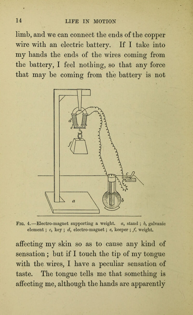 limb, and we can connect the ends of the copper wire with an electric battery. If I take into my hands the ends of the wires coming from the battery, I feel nothing, so that any force that may be coming from the battery is not Fig. 4.—Electro-magnet supporting a weight, a, stand ; b, galvanic element; c, key ; d, electro-magnet; e, keeper ; /, weight. affecting my skin so as to cause any kind of sensation ; but if I touch the tip of my tongue with the wires, I have a peculiar sensation of taste. The tongue tells me that something is affecting me, although the hands are apparently