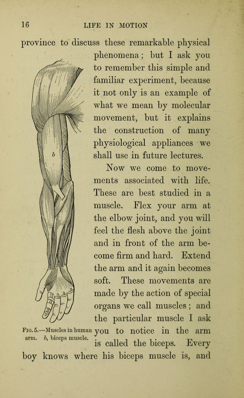 province to discuss these remarkable physical phenomena; but I ask you what we mean by molecular movement, but it explains the construction of many physiological appliances we shall use in future lectures. Now we come to move- ments associated with life. These are best studied in a the elbow joint, and you will feel the flesh above the joint and in front of the arm be- come firm and hard. Extend the arm and it again becomes made by the action of special organs we call muscles ; and the particular muscle I ask Fig. 5.—Muscles in human you to notice in the ami arm. b, biceps muscle. . n „ is called the biceps. Every boy knows where his biceps muscle is, and to remember this simple and familiar experiment, because it not only is an example of muscle. Flex your arm at soft. These movements are