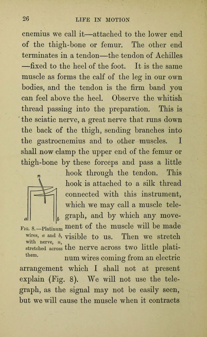 cnemius we call it—attached to the lower end of the thigh-bone or femur. The other end terminates in a tendon—the tendon of Achilles —fixed to the heel of the foot. It is the same muscle as forms the calf of the leg in our own bodies, and the tendon is the firm band you can feel above the heel. Observe the whitish thread passing into the preparation. This is the sciatic nerve, a great nerve that runs down the back of the thigh, sending branches into the gastrocnemius and to other muscles. I shall now clamp the upper end of the femur or thigh-bone by these forceps and pass a little hook through the tendon. This hook is attached to a silk thread connected with this instrument, which we may call a muscle tele- graph, and by which any move- fig. 8.—Platinum menf of the muscle will be made wires, a and b, visible to us. Then we stretch with nerve, n, . stretched across the nerve across two little plati- num wires coming from an electric arrangement which I shall not at present explain (Fig. 8). We will not use the tele- graph, as the signal may not be easily seen, but we will cause the muscle when it contracts