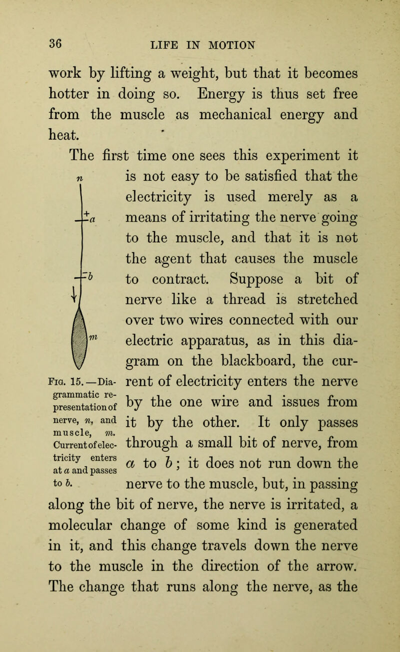 --b work by lifting a weight, but that it becomes hotter in doing so. Energy is thus set free from the muscle as mechanical energy and heat. The first time one sees this experiment it is not easy to be satisfied that the electricity is used merely as a means of irritating the nerve going to the muscle, and that it is not the agent that causes the muscle to contract. Suppose a bit of nerve like a thread is stretched over two wires connected with our electric apparatus, as in this dia- gram on the blackboard, the cur- fig. 15.—Dia- rent of electricity enters the nerve presentation bY tbe 0ne Wlre and 1SSUeS fr0m nerve, n, and ft by the other. It only passes muscle, m. Current of elec- through a small bit of nerve, from tncity enters a to &; it does not run down the to b. nerve to the muscle, but, in passing along the bit of nerve, the nerve is irritated, a molecular change of some kind is generated in it, and this change travels down the nerve to the muscle in the direction of the arrow. The change that runs along the nerve, as the