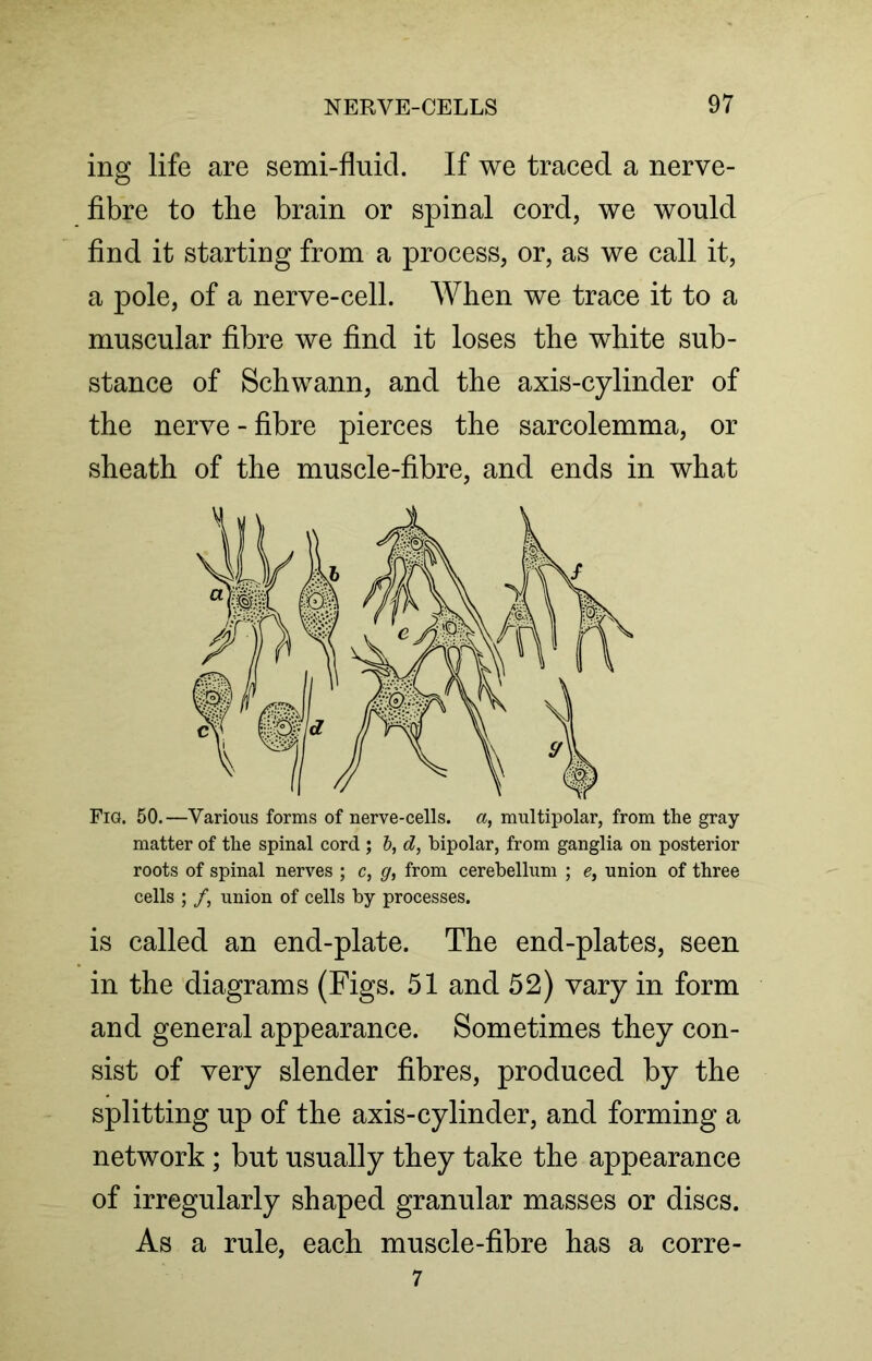 ing life are semi-fluid. If we traced a nerve- fibre to the brain or spinal cord, we would find it starting from a process, or, as we call it, a pole, of a nerve-cell. When we trace it to a muscular fibre we find it loses the white sub- stance of Schwann, and the axis-cylinder of the nerve - fibre pierces the sarcolemma, or sheath of the muscle-fibre, and ends in what Fig. 50.—Various forms of nerve-cells, a, multipolar, from the gray matter of the spinal cord ; b, d, bipolar, from ganglia on posterior roots of spinal nerves ; c, g, from cerebellum ; e, union of three cells ; /, union of cells by processes. is called an end-plate. The end-plates, seen in the diagrams (Figs. 51 and 52) vary in form and general appearance. Sometimes they con- sist of very slender fibres, produced by the splitting up of the axis-cylinder, and forming a network ; but usually they take the appearance of irregularly shaped granular masses or discs. As a rule, each muscle-fibre has a corre- 7