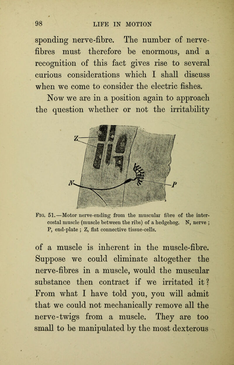 sponding nerve-fibre. The number of nerve- fibres must therefore be enormous, and a recognition of this fact gives rise to several curious considerations which I shall discuss when we come to consider the electric fishes. Now we are in a position again to approach the question whether or not the irritability Fig. 51.—Motor nerve-ending from the muscular fibre of the inter- costal muscle (muscle between the ribs) of a hedgehog. N, nerve ; P, end-plate ; Z, flat connective tissue-cells. of a muscle is inherent in the muscle-fibre. Suppose we could eliminate altogether the nerve-fibres in a muscle, would the muscular substance then contract if we irritated it ? From what I have told you, you will admit that we could not mechanically remove all the nerve-twigs from a muscle. They are too small to be manipulated by the most dexterous