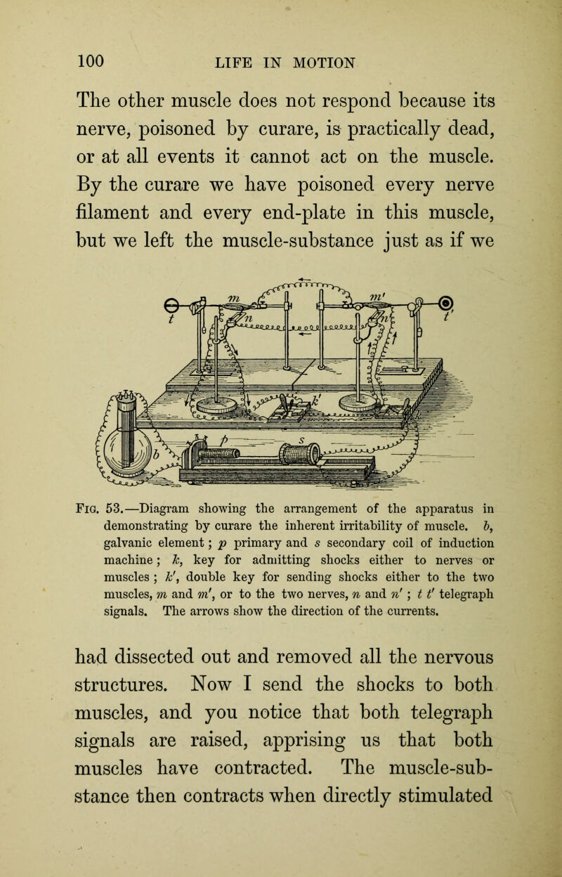 The other muscle does not respond because its nerve, poisoned by curare, is practically dead, or at all events it cannot act on the muscle. By the curare we have poisoned every nerve filament and every end-plate in this muscle, but we left the muscle-substance just as if we Fig. 53.—Diagram showing the arrangement of the apparatus in demonstrating by curare the inherent irritability of muscle, b, galvanic element; p primary and s secondary coil of induction machine; k, key for admitting shocks either to nerves or muscles ; k\ double key for sending shocks either to the two muscles, m and m', or to the two nerves, n and n' ; 11' telegraph signals. The arrows show the direction of the currents. had dissected out and removed all the nervous structures. Now I send the shocks to both muscles, and you notice that both telegraph signals are raised, apprising us that both muscles have contracted. The muscle-sub- stance then contracts when directly stimulated