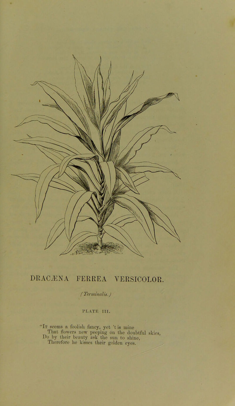 ( Terminals.) PLATE III. “It seems a foolish fancy, yefc ’t is mine That flowers new peeping on the doubtful skies, Do by their beauty ask tho suu to shine,