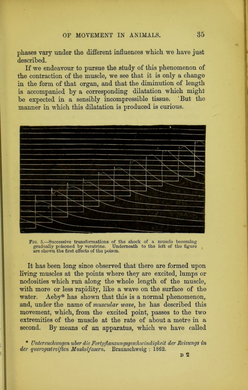 phases vary under the different influences which we have just described. If we endeavour to pursue the study of this phenomenon of the contraction of the muscle, we see that it is only a change in the form of that organ, and that the diminution of length is accompanied by a corresponding dilatation which might be expected in a sensibly incompressible tissue. But the manner in which this dilatation is produced is curious. Fig. 5.—Successive transformations of the shock of a muscle becoming gradually poisoned by veratrine. Underneath to the left of the figure are shown the first effects of the poison. It has been long since observed that there are formed upon living muscles at the points where they are excited, lumps or nodosities which run along the whole length of the muscle, with more or less rapidity, like a wave on the surface of the water. Aeby* has shown that this is a normal phenomenon, and, under the name of muscular wave, he has described this movement, which, from the excited point, passes to the two extremities of the muscle at the rate of about a metre in a second. By means of an apparatus, which we have called * Untersuchungen uber die Fortpflanzungsgesclmindiglccit der Rcizungs in der querzgestrci/tcn Muskelfasern. Braunschweig : 1862.