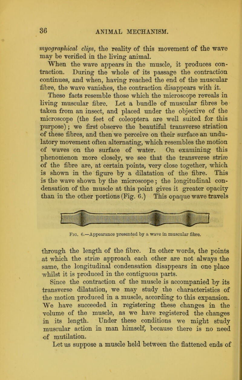 myographical clips, the reality of this movement of the wave may be verified in the living animal. When the wave appears in the muscle, it produces con- traction. During the whole of its passage the contraction continues, and when, having reached the end of the muscular fibre, the wave vanishes, the contraction disappears with it. These facts resemble those which the microscope reveals in living muscular fibre. Let a bundle of muscular fibres be taken from an insect, and placed under the objective of the microscope (the feet of coleoptera are well suited for this purpose); we first observe the beautiful transverse striation of these fibres, and then we perceive on their surface an undu- latory movement often alternating, which resembles the motion of waves on the surface of water. On examining this phenomenon more closely, we see that the transverse striae of the fibre are, at certain points, very close together, which is shown in the figure by a dilatation of the fibre. This is the wave shown by the microscope; the longitudinal con- densation of the muscle at this point gives it greater opacity than in the other portions (Fig. 6.) This opaque wave travels 1 SSsaigs Fig. 6.—Appearance presented by a wave in muscular fibre. through the length of the fibre. In other words, the points at which the striae approach each other are not always the same, the longitudinal condensation disappears in one place whilst it is produced in the contiguous parts. Since the contraction of the muscle is accompanied by its transverse dilatation, we may study the characteristics of the motion produced in a muscle, according to this expansion. We have succeeded in registering these changes in the volume of the muscle, as we have registered the changes in its length. Under these conditions we might study muscular action in man himself, because there is no need of mutilation. Let us suppose a muscle held between the flattened ends of