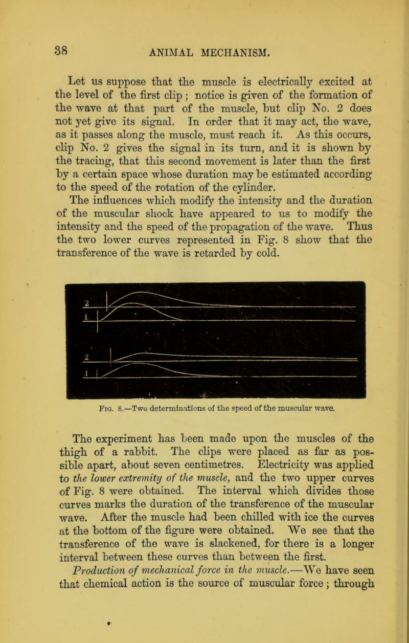 Let us suppose that the muscle is electrically excited at the level of the first clip ; notice is given of the formation of the wave at that part of the muscle, hut clip No. 2 does not yet give its signal. In order that it may act, the wave, as it passes along the muscle, must reach it. As this occurs, clip No. 2 gives the signal in its turn, and it is shown by the tracing, that this second movement is later than the first by a certain space whose duration may be estimated according to the speed of the rotation of the cylinder. The influences which modify the intensity and the duration of the muscular shock have appeared to us to modify the intensity and the speed of the propagation of the wave. Thus the two lower curves represented in Fig. 8 show that the transference of the wave is retarded by cold. Fio. 8.—Two determinations of the speed of the muscular wave. The experiment has been made upon the muscles of the thigh of a rabbit. The clips were placed as far as pos- sible apart, about seven centimetres. Electricity was applied to the lower extremity of the muscle, and the two upper curves of Fig. 8 were obtained. The interval which divides those curves marks the duration of the transference of the muscular wave. After the muscle had been chilled with ice the curves at the bottom of the figure were obtained. We see that the transference of the wave is slackened, for there is a longer interval between these curves than between the first. Production of mechanical force in the muscle.—We have seen that chemical action is the source of muscular force; through