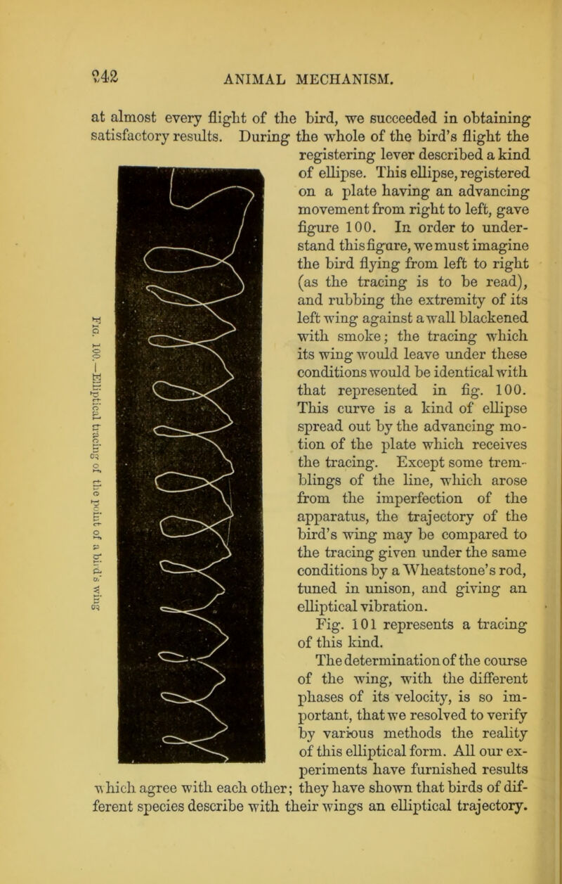 Fig. 100.— Elliptical tracing of the point of a bird's wing <242 at almost every flight of the bird, we succeeded in obtaining satisfactory results. During the whole of the bird’s flight the registering lever described a kind of ellipse. This ellipse, registered on a plate having an advancing movement from right to left, gave figure 100. In order to under- stand this figure, we must imagine the bird flying from left to right (as the tracing is to be read), and rubbing the extremity of its left wing against a wall blackened with smoke; the tracing which its wing would leave under these conditions would be identical with that represented in fig. 100. This curve is a kind of ellipse spread out by the advancing mo- tion of the plate which receives the tracing. Except some trem- blings of the line, which arose from the imperfection of the apparatus, the trajectory of the bird’s wing may be compared to the tracing given under the same conditions by a Wheatstone’s rod, tuned in unison, and giving an elliptical vibration. Fig. 101 represents a tracing of this kind. The determination of the course of the wing, with the different phases of its velocity, is so im- portant, that we resolved to verify by various methods the reality of this elliptical form. All our ex- periments have furnished results v hich agree with each other; they have shown that birds of dif- ferent species describe with their wings an elliptical trajectory.