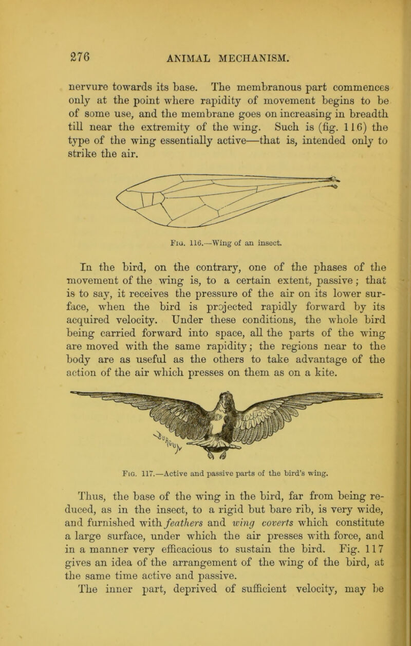 nervure towards its base. The membranous part commences only at the point where rapidity of movement begins to be of some use, and the membrane goes on increasing in breadth till near the extremity of the wing. Such is (fig. 116) the type of the wing essentially active—that is, intended only to strike the air. Fig. 116.—Wing of an insect. Tn the bird, on the contrary, one of the phases of the movement of the wing is, to a certain extent, passive; that is to say, it receives the pressure of the air on its lower sur- face, when the bird is projected rapidly forward by its acquired velocity. Under these conditions, the whole bird being carried forward into space, all the parts of the wing are moved with the same rapidity; the regions near to the body are as useful as the others to take advantage of the action of the air which presses on them as on a kite. Fig. 117.—Active and passive parts of the bird’s wing. Thus, the base of the wing in the bird, far from being re- duced, as in the insect, to a rigid but bare rib, is very wide, and furnished with feathers and wing coverts which constitute a large surface, under which the air presses with force, and in a manner very efficacious to sustain the bird. Fig. 117 gives an idea of the arrangement of the wing of the bird, at the same time active and passive. The inner part, deprived of sufficient velocity, may lie