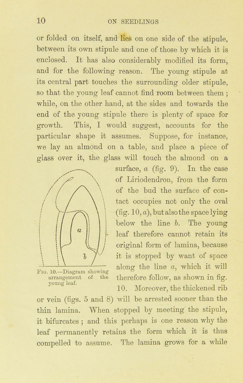 or folded on itself, and lies on one side of the stipule, between its own stipule and one of those by which it is enclosed. It has also considerably modified its form, and for the following reason. The young stipule at its central part touches the surrounding older stipule, so that the young leaf cannot find room between them ; while, on the other hand, at the sides and towards the end of the young stipule there is plenty of space for growth. This, I would suggest, accounts for the particular shape it assumes. Suppose, for instance, we lay an almond on a table, and place a piece of glass over it, the glass will touch the almond on a surface, a (fig. 9). In the case of Liriodendron, from the form of the bud the surface of con- tact occupies not only the oval (fig. 10, a), but also the space lying below the line b. The young leaf therefore cannot retain its original form of lamina, because it is stopped by want of space along the line a, which it will therefore follow, as shown in fig. 10. Moreover, the thickened rib or vein (figs. 5 and 8) will be arrested sooner than the thin lamina. When stopped by meeting the stipule, it bifurcates ; and this perhaps is one reason why the leaf permanently retains the form which it is thus compelled to assume. The lamina grows for a while Fig. 10.—Diagram showing arrangement of the young leaf.